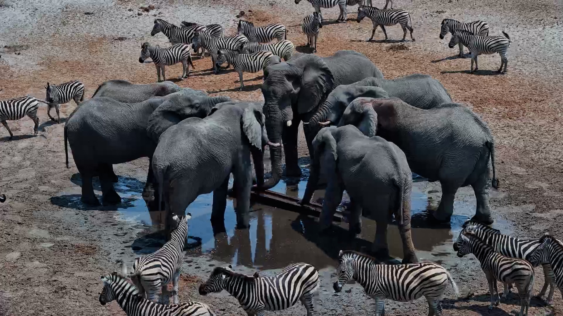 Elephants Fast Walk to the Water at Moela