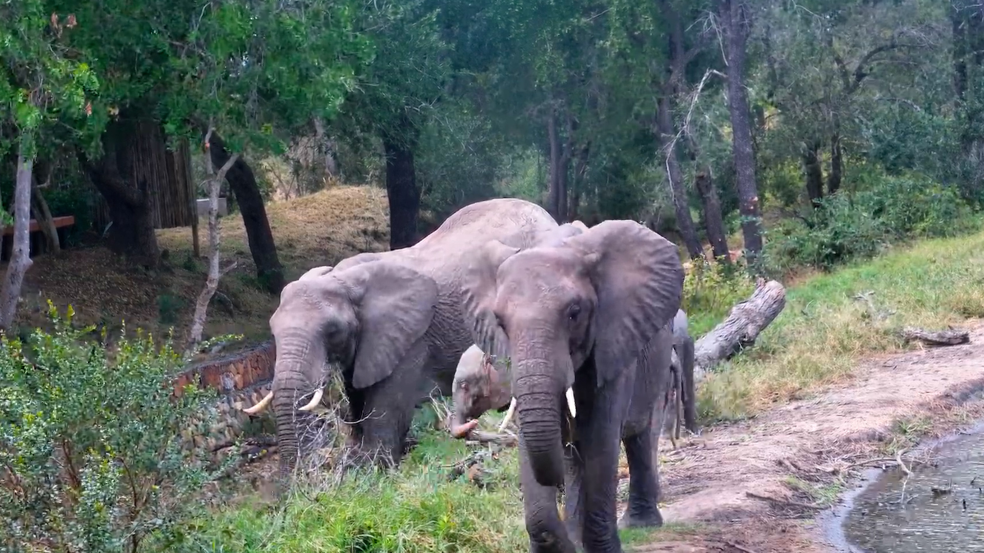 Elephants Gather Around the Water at Serondella
