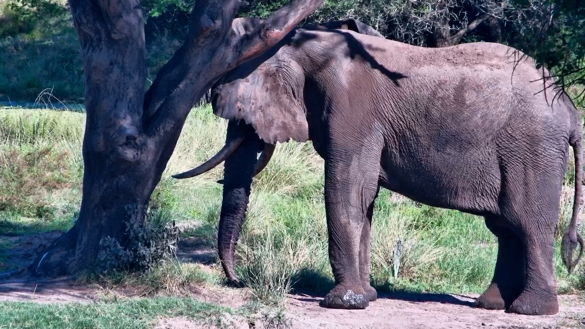One Very Satisfied Elephant at Tembe