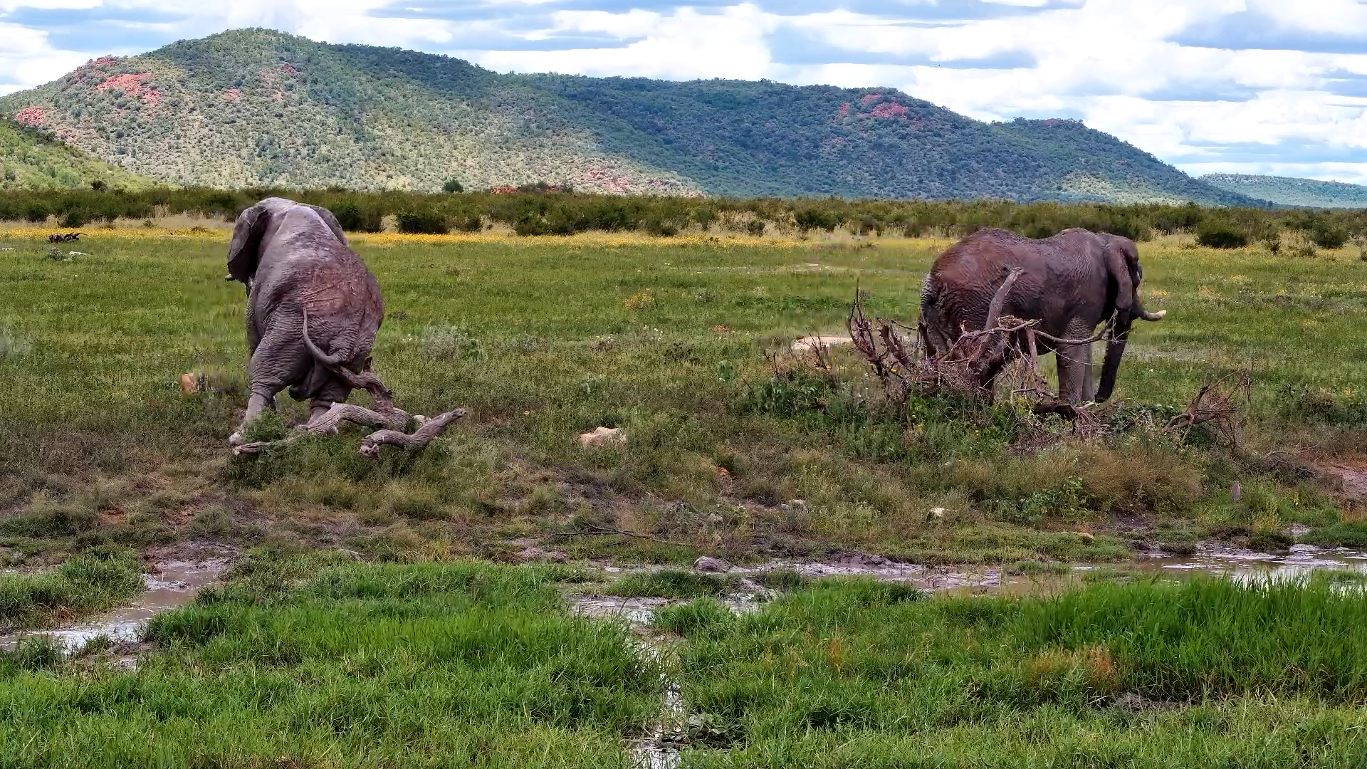 DIY Elephant Spa: Scratch Time on a Fallen Tree
