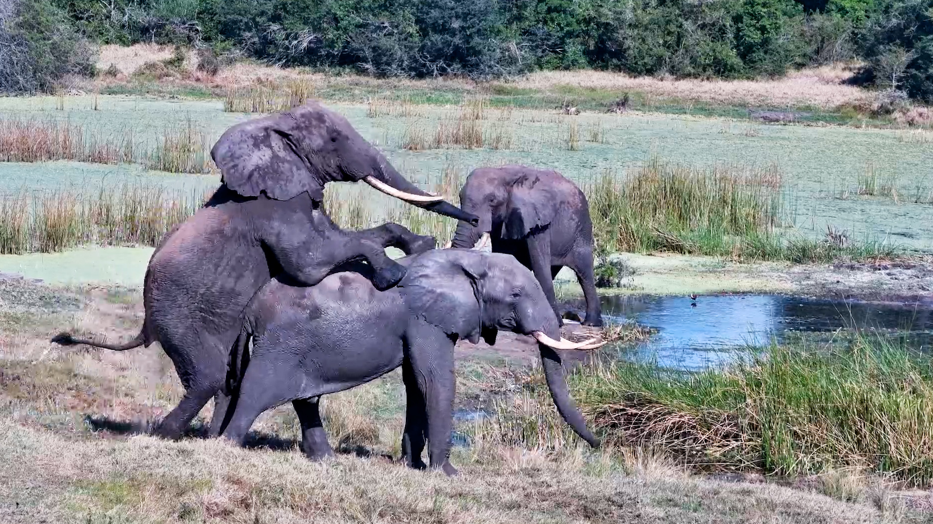 Elephant Ego on Full Display