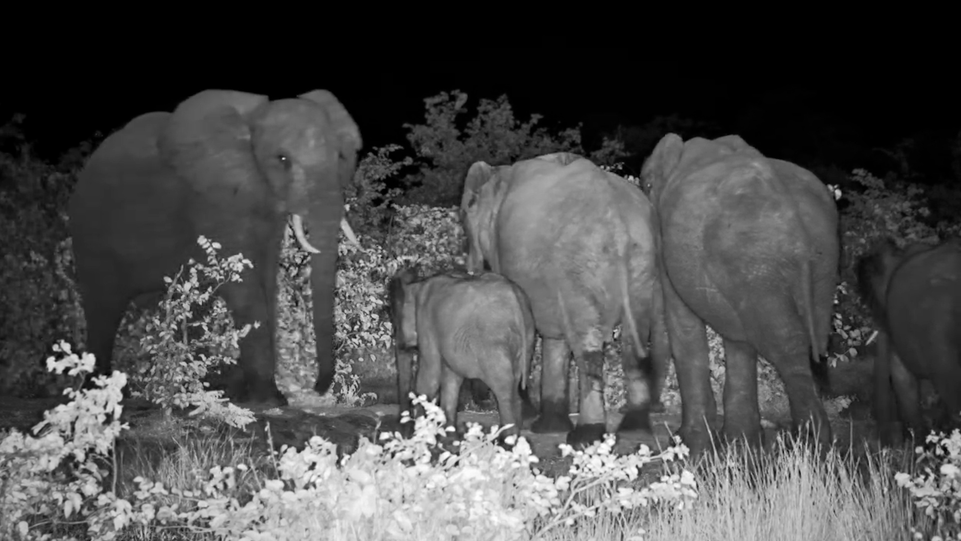 Elephant Herd and Calves on the Move