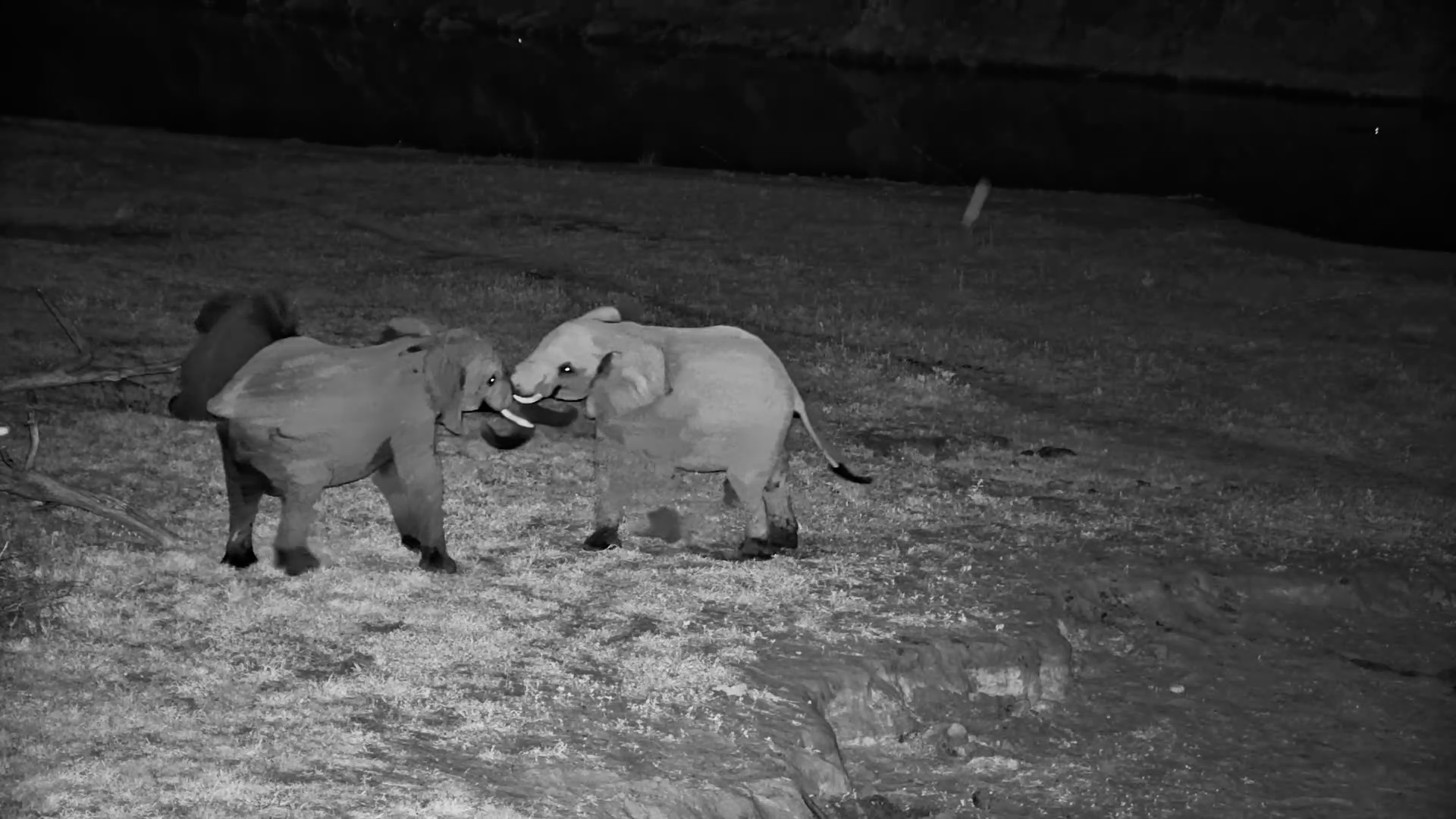 Playful Elephants at Camelthorn