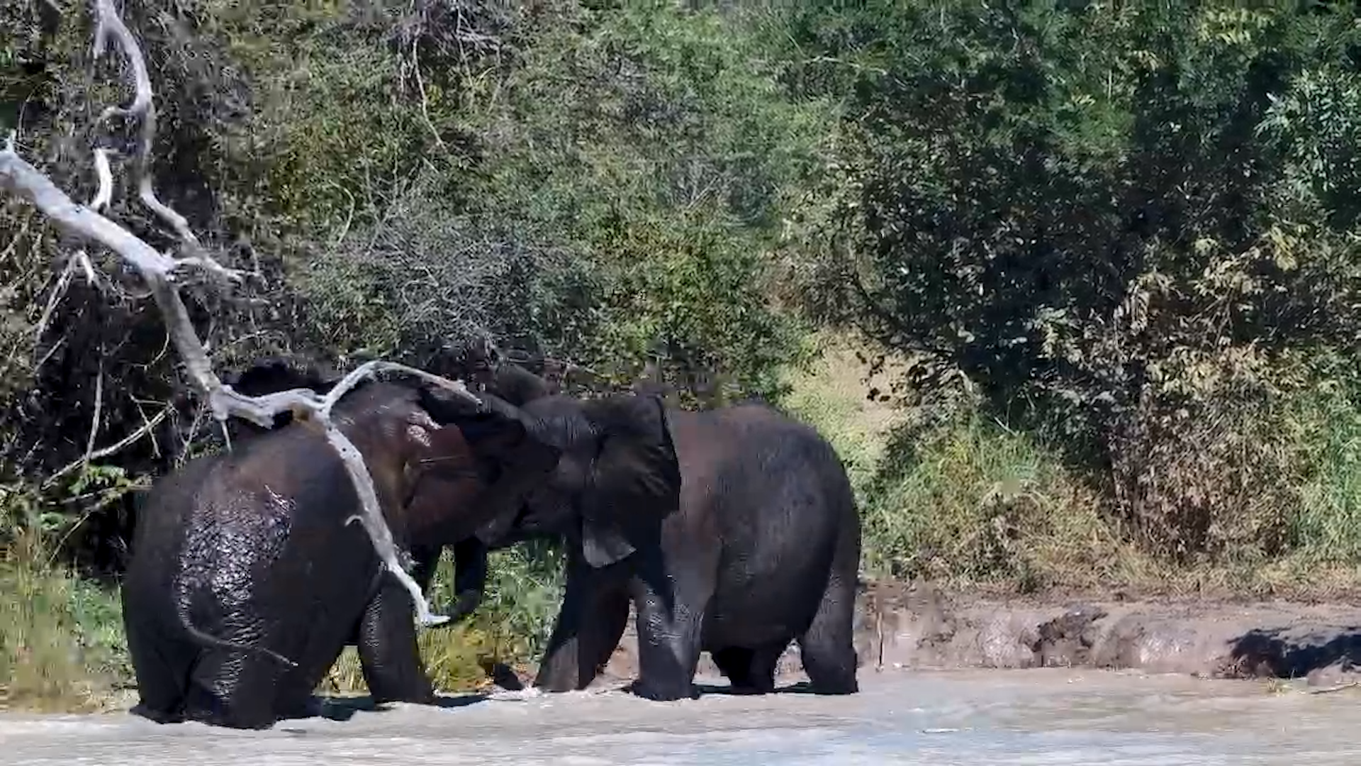 Elephants Take Over the Water at Jabulani