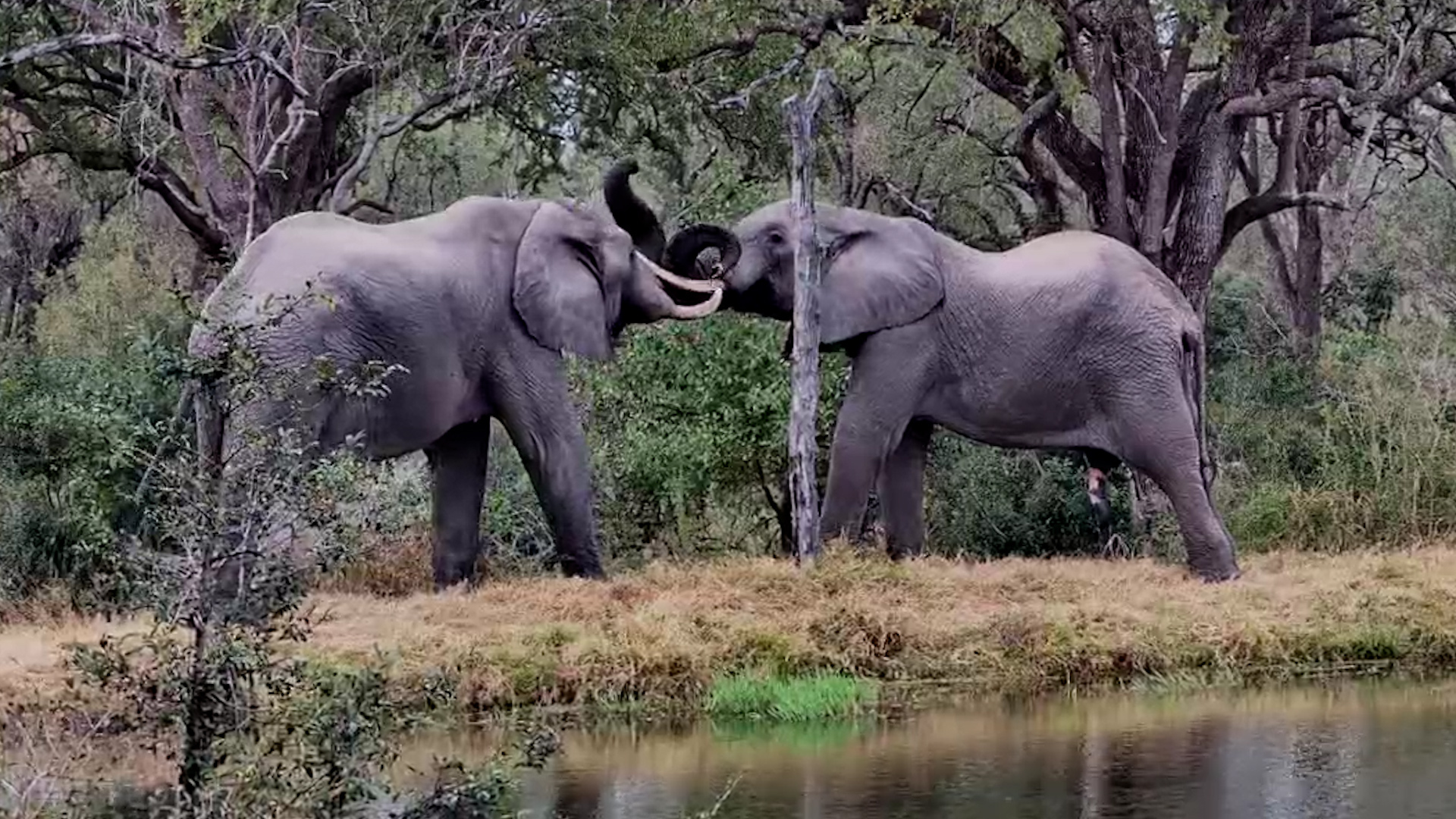 Elephants Gather for a Quiet Moment at the Dam
