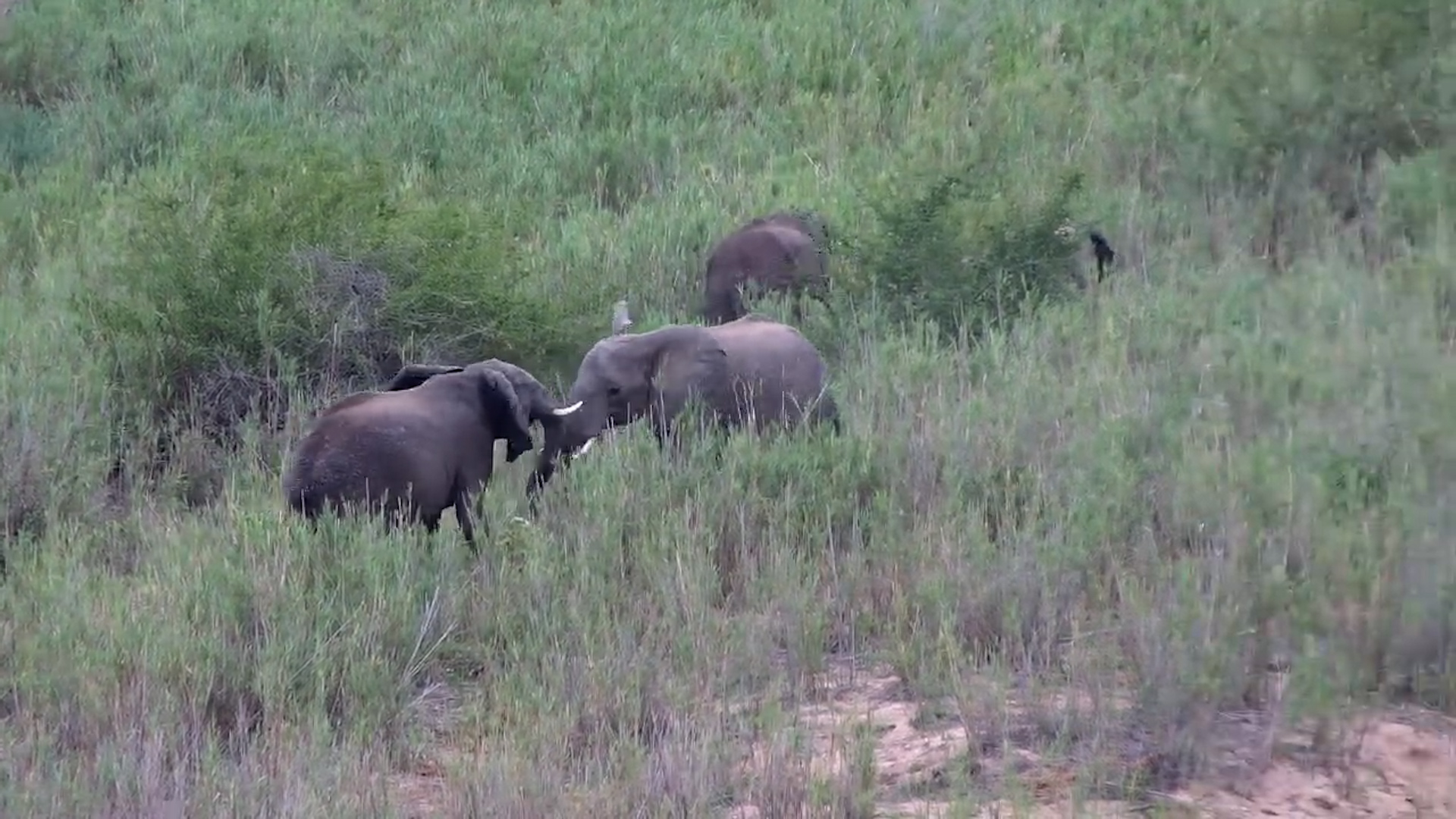 Sparring Action at Kruger Shalati
