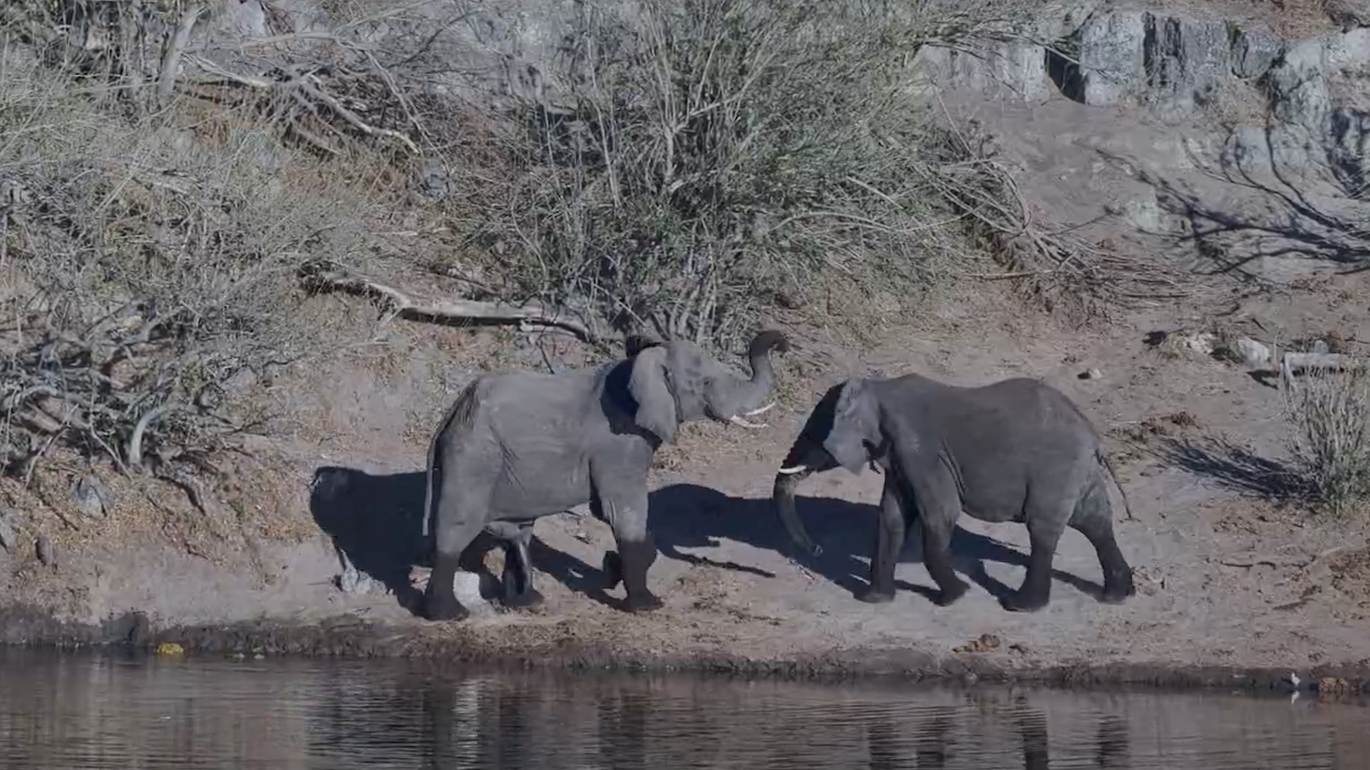 Elephant Just Wants a Nap... Friend Says NO