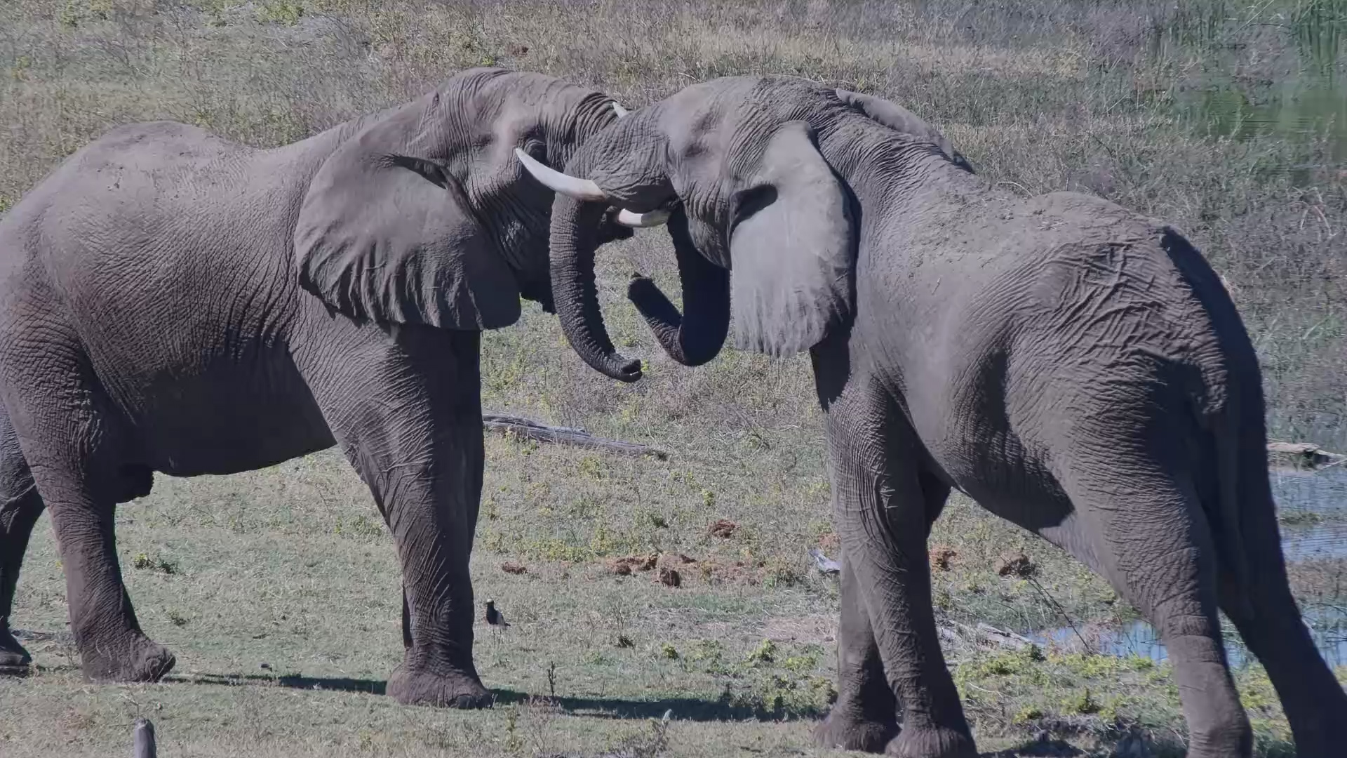 Who's the Stronger Bull?