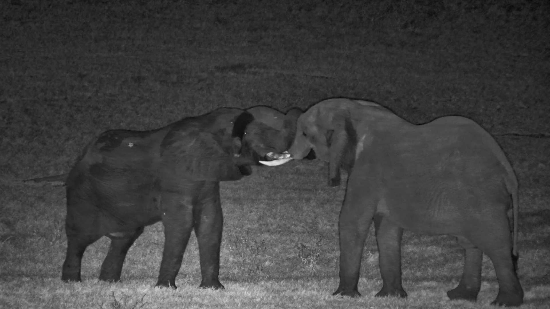 Is This the Elephant Version of a Cuddle?