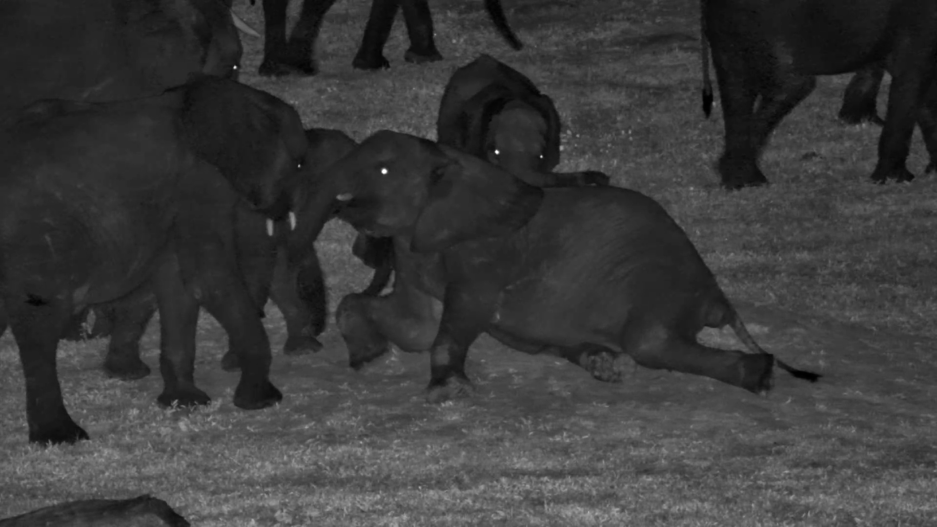 Elephant Family Reunion! A Playful Herd Gathers