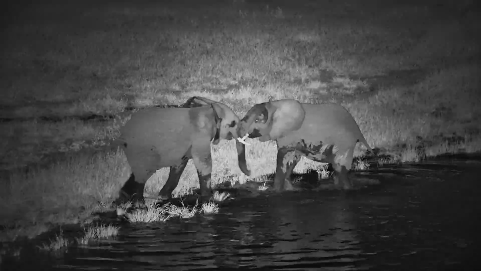 Heavyweight Elephants Sparring in the Dark