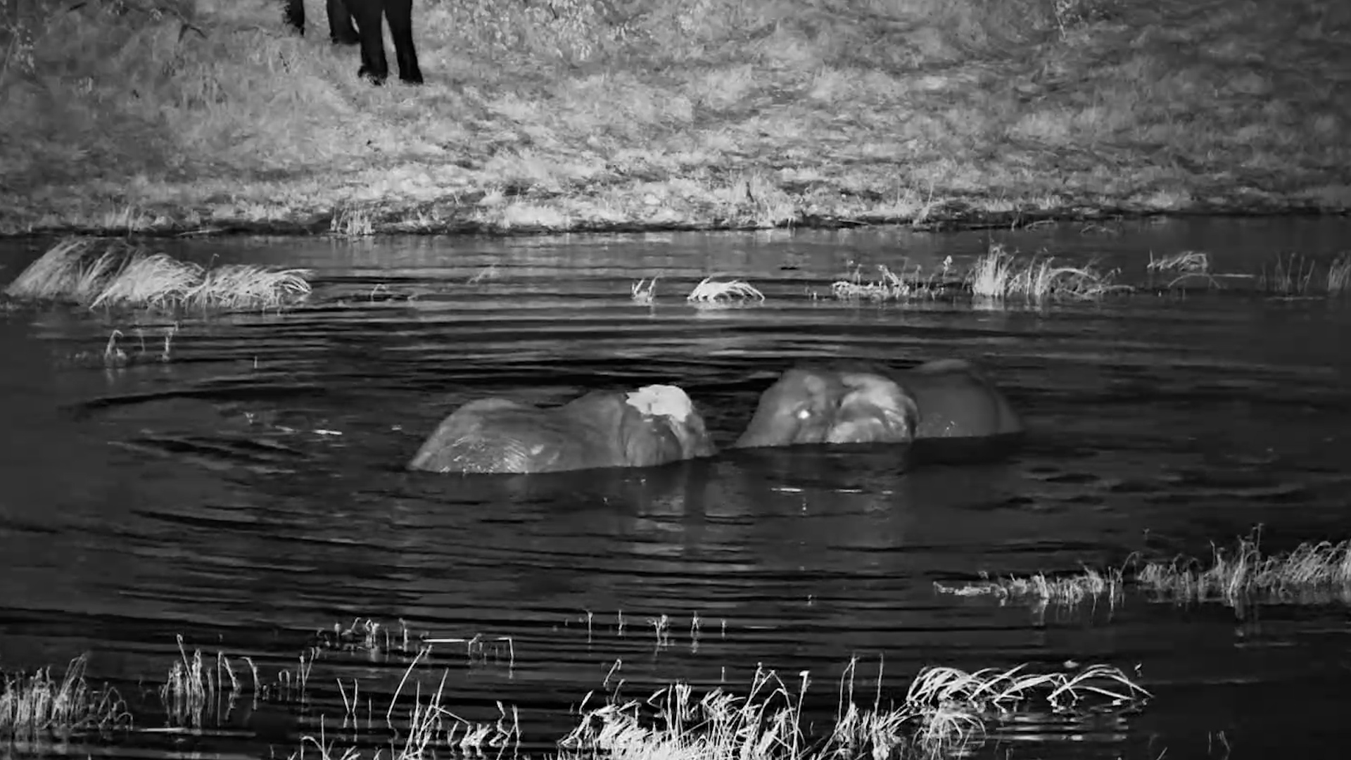 Midnight Water Party