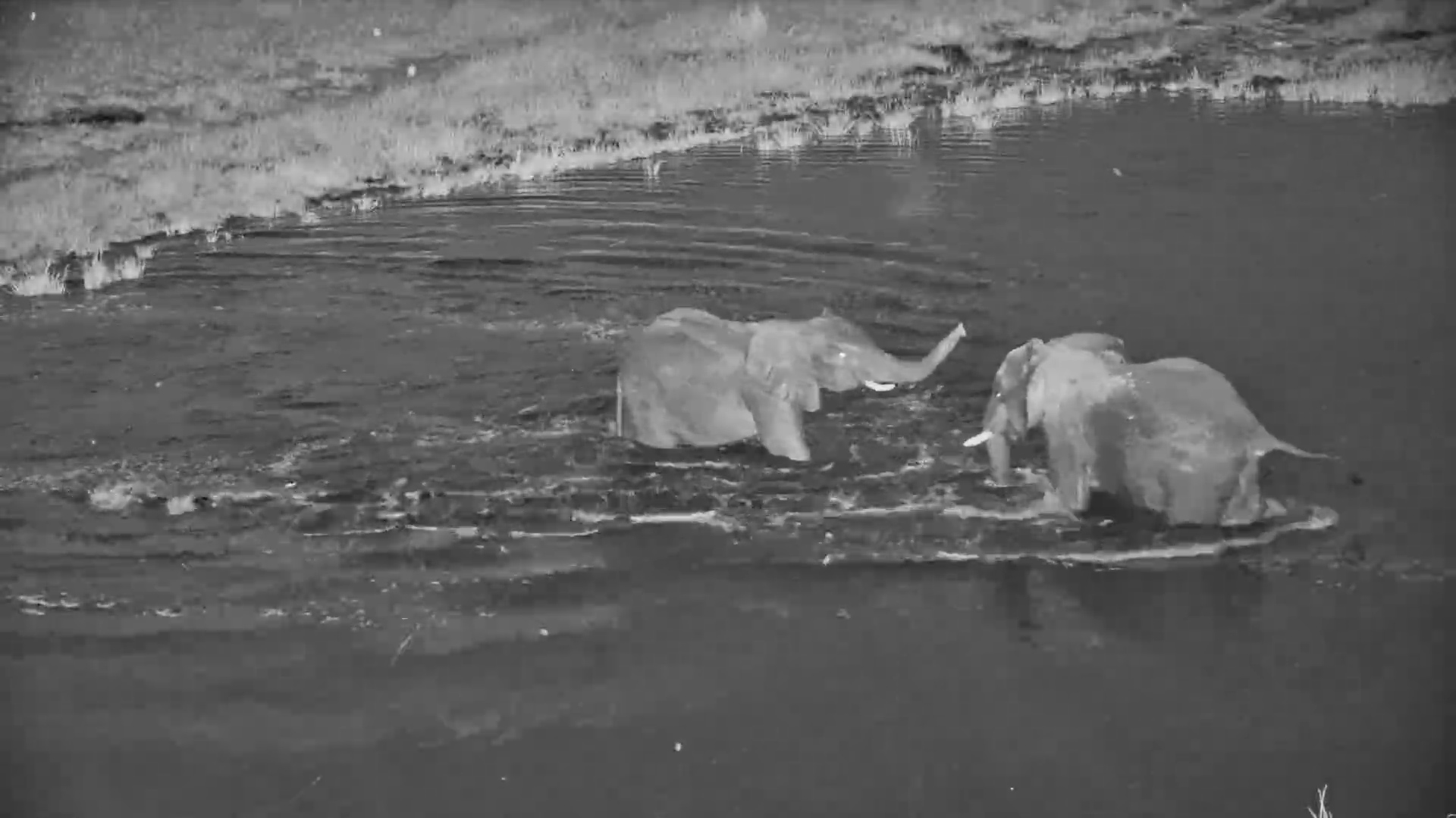 Elephants in Full Play Mode