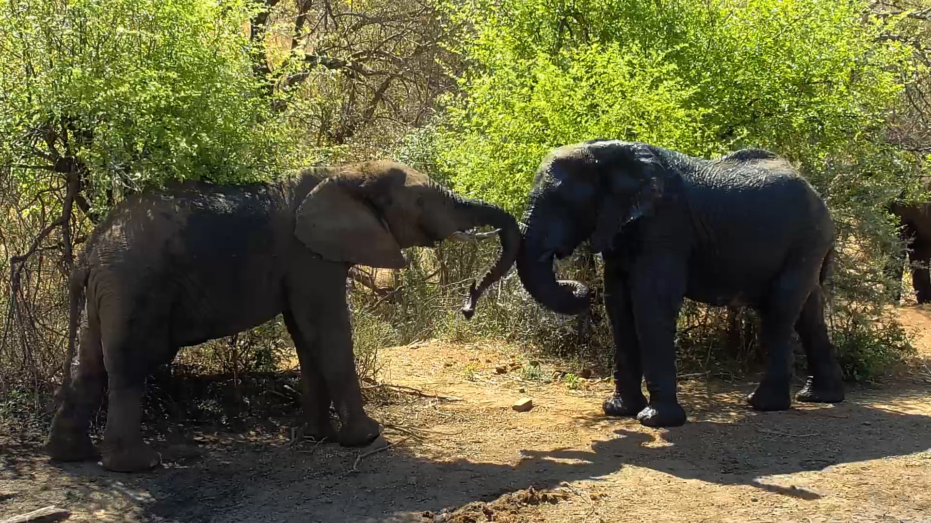Elephants Drinking and Playing at Kwa Maritane