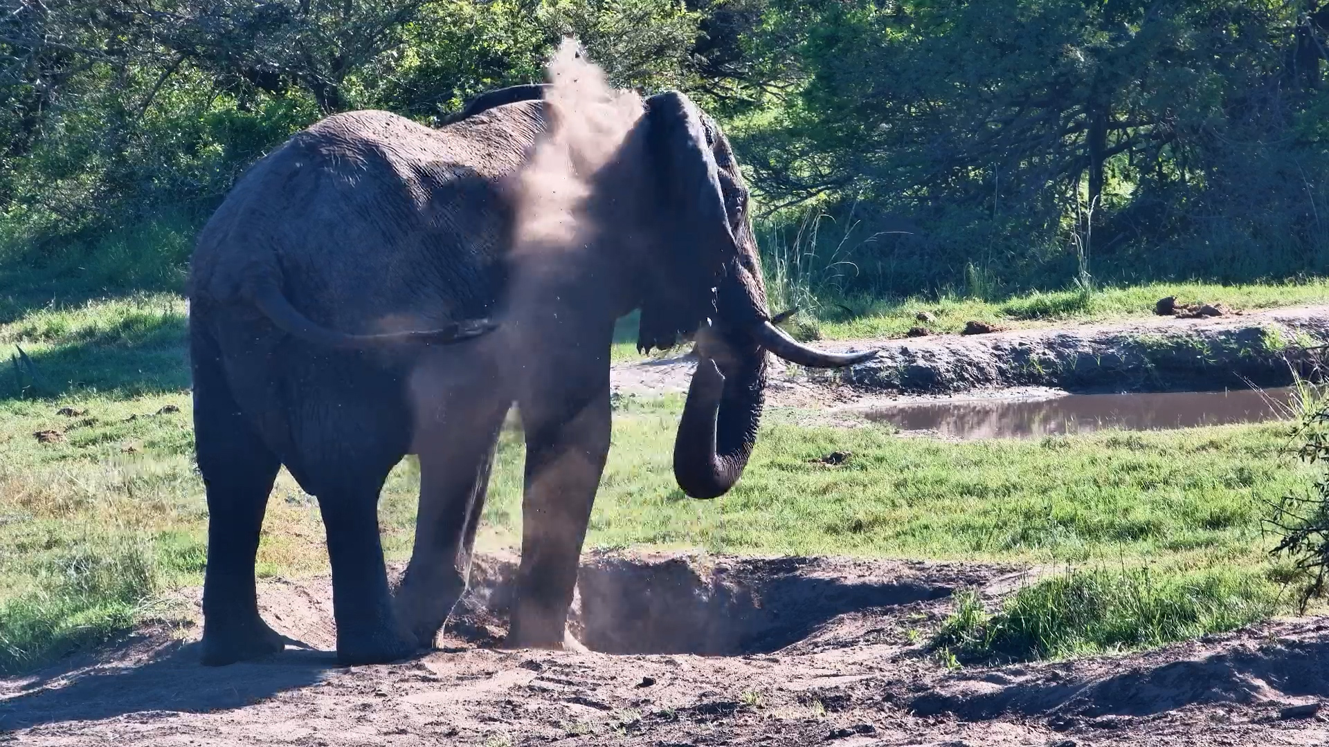 Dip, Dust, Repeat | Elephant Routine