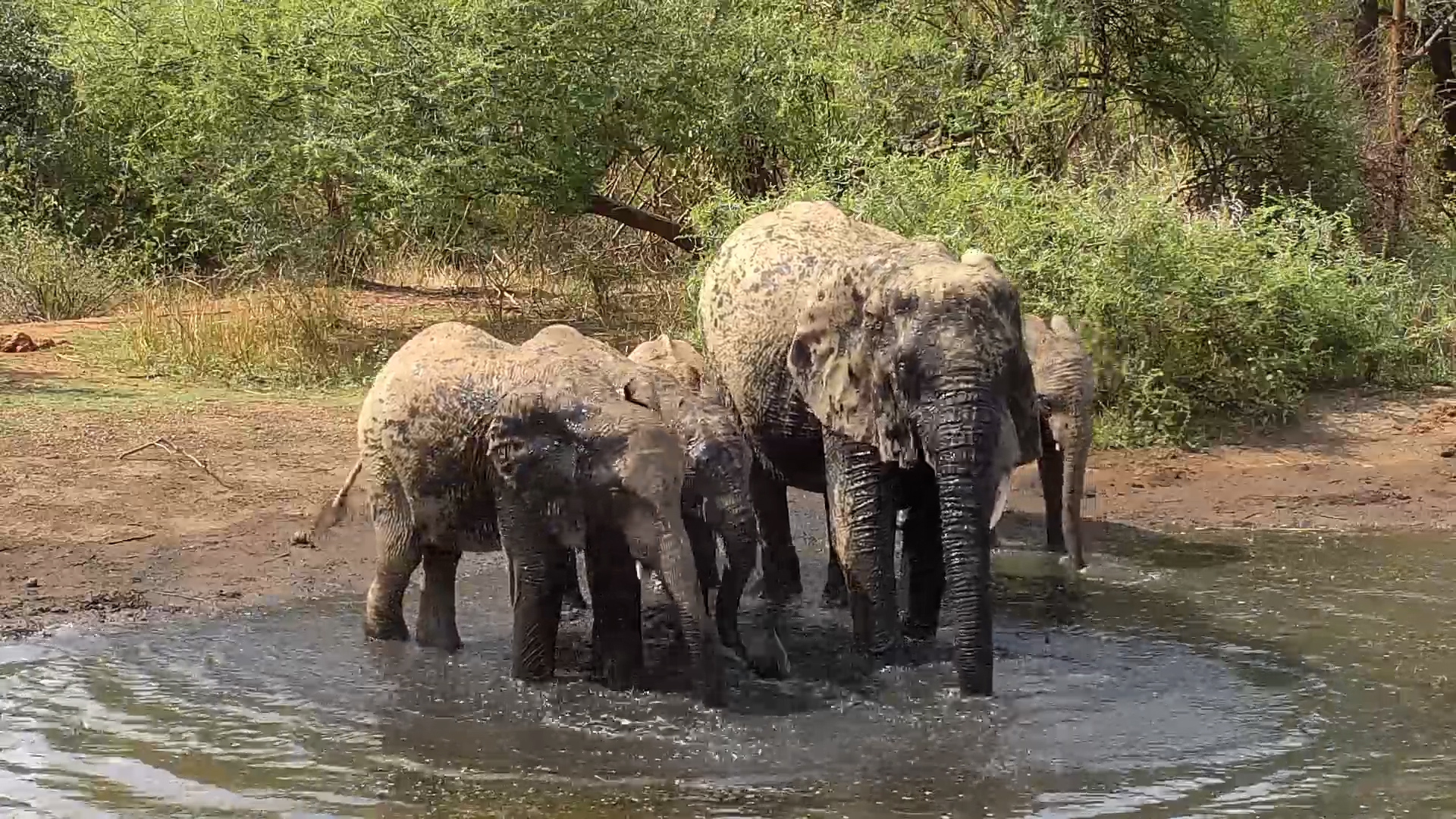Adorable Elephant Family Enjoys a Water Break