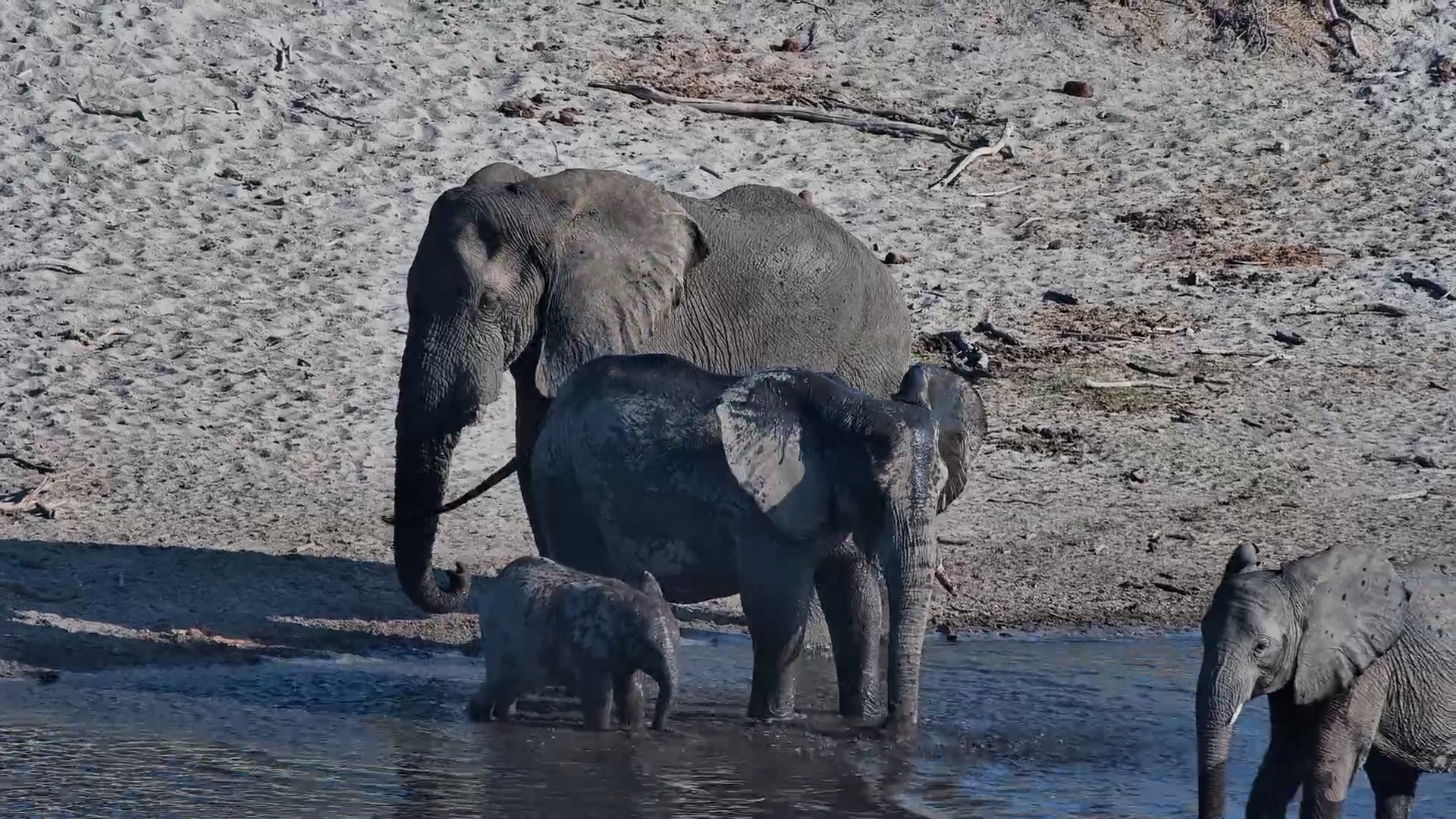 Adorable Elephant Calf Runs Around After A Swim