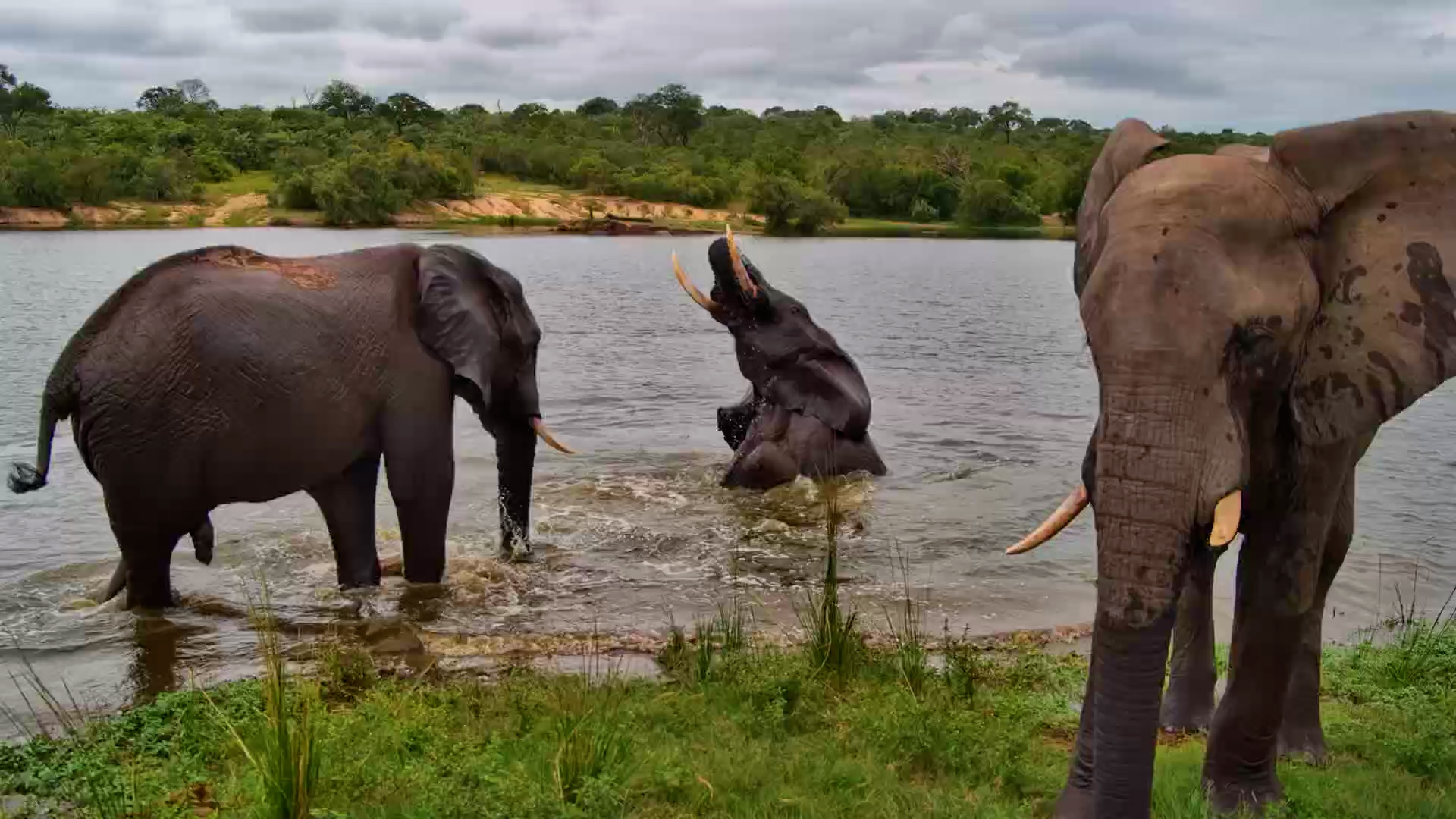 Elephants Gone Swimming