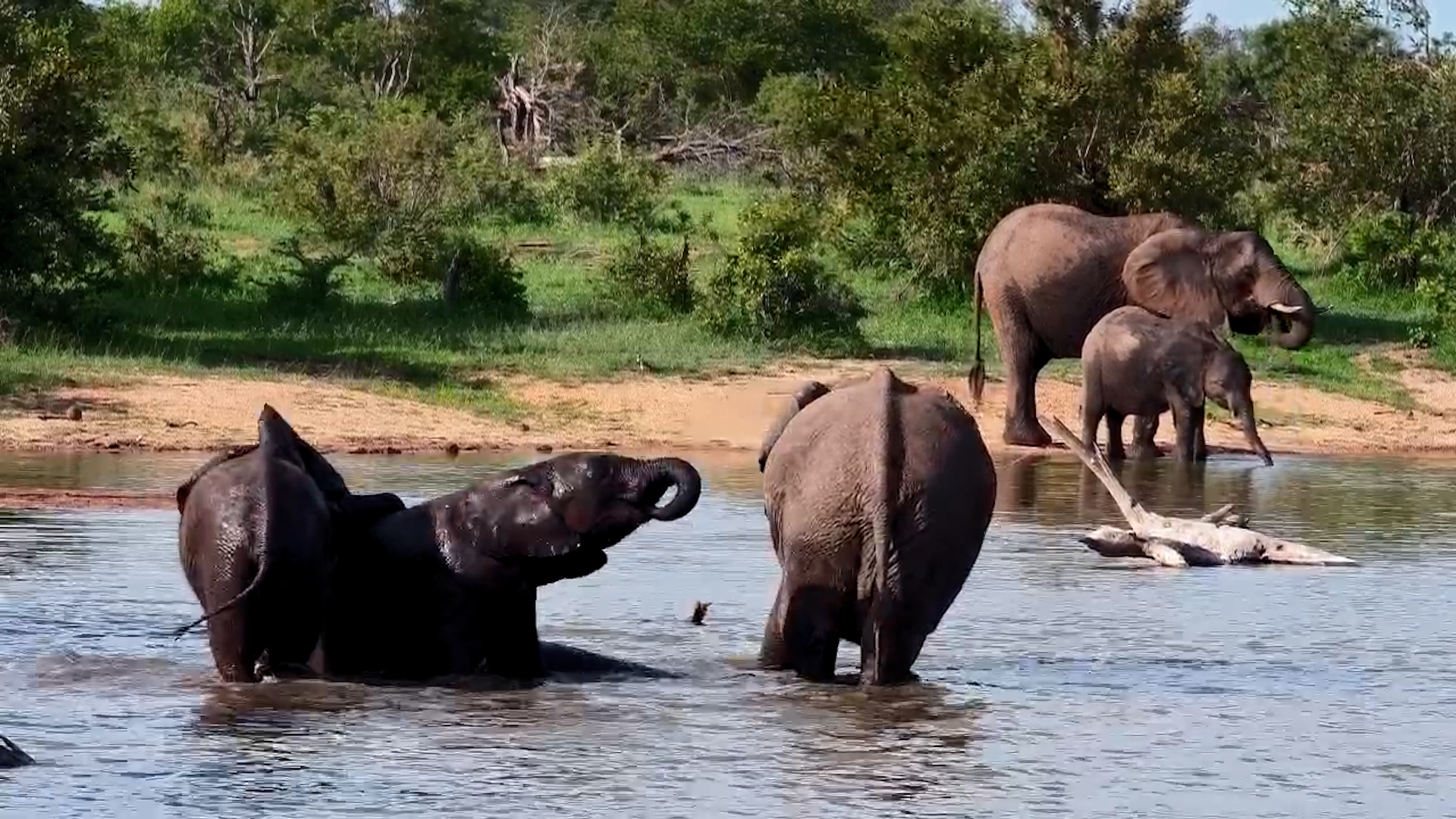 Elephant Calves Splash Around at Simbavati Waterside