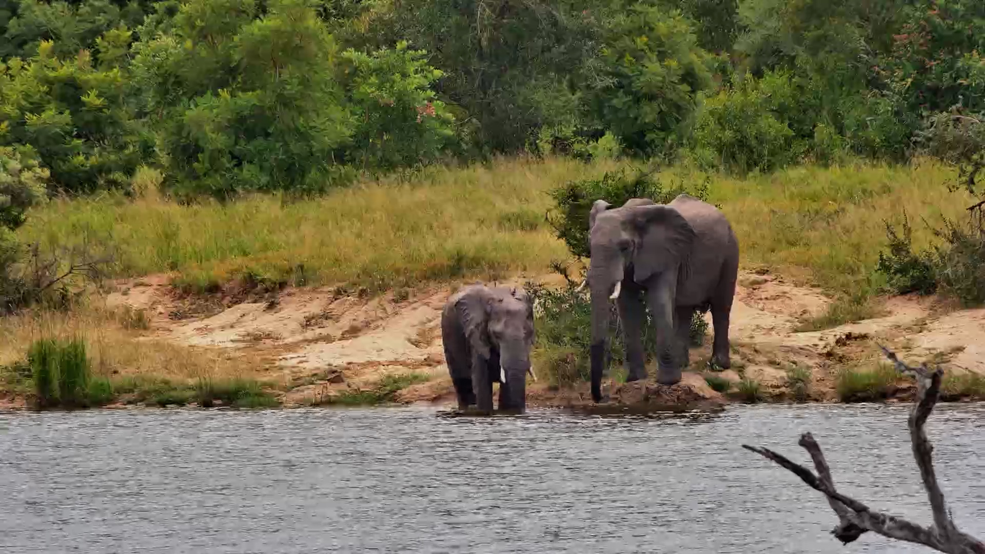 Elephants Take a Dip at Ulusaba