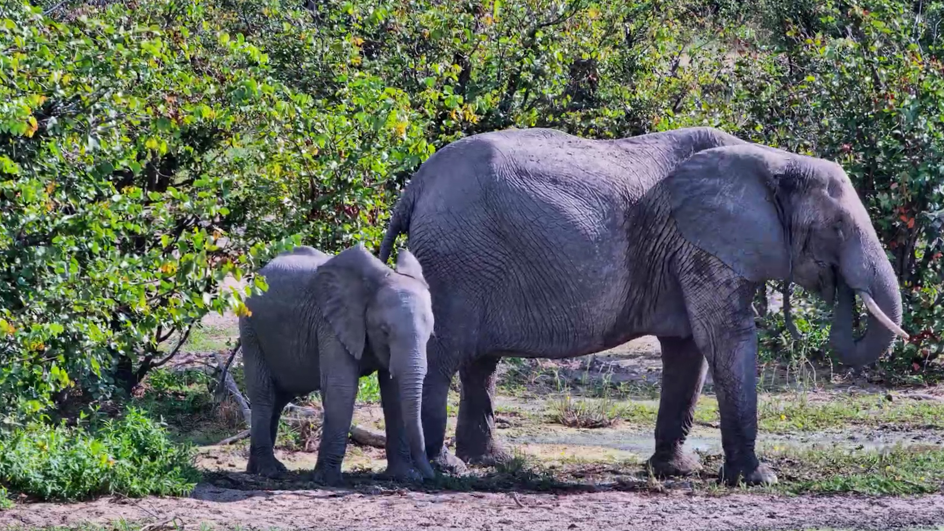 A Mother, A Calf, and a Quiet Moment
