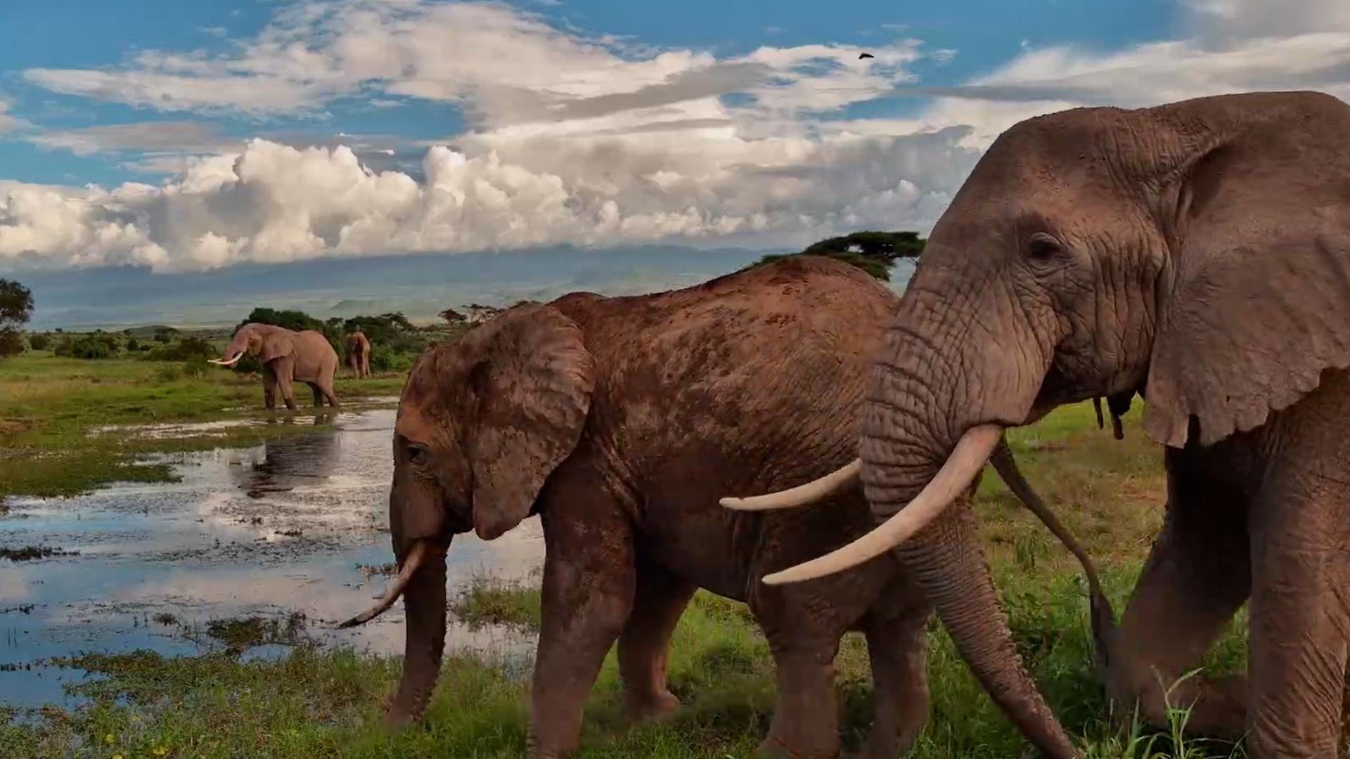 When an Elephant Blocks the Entire View