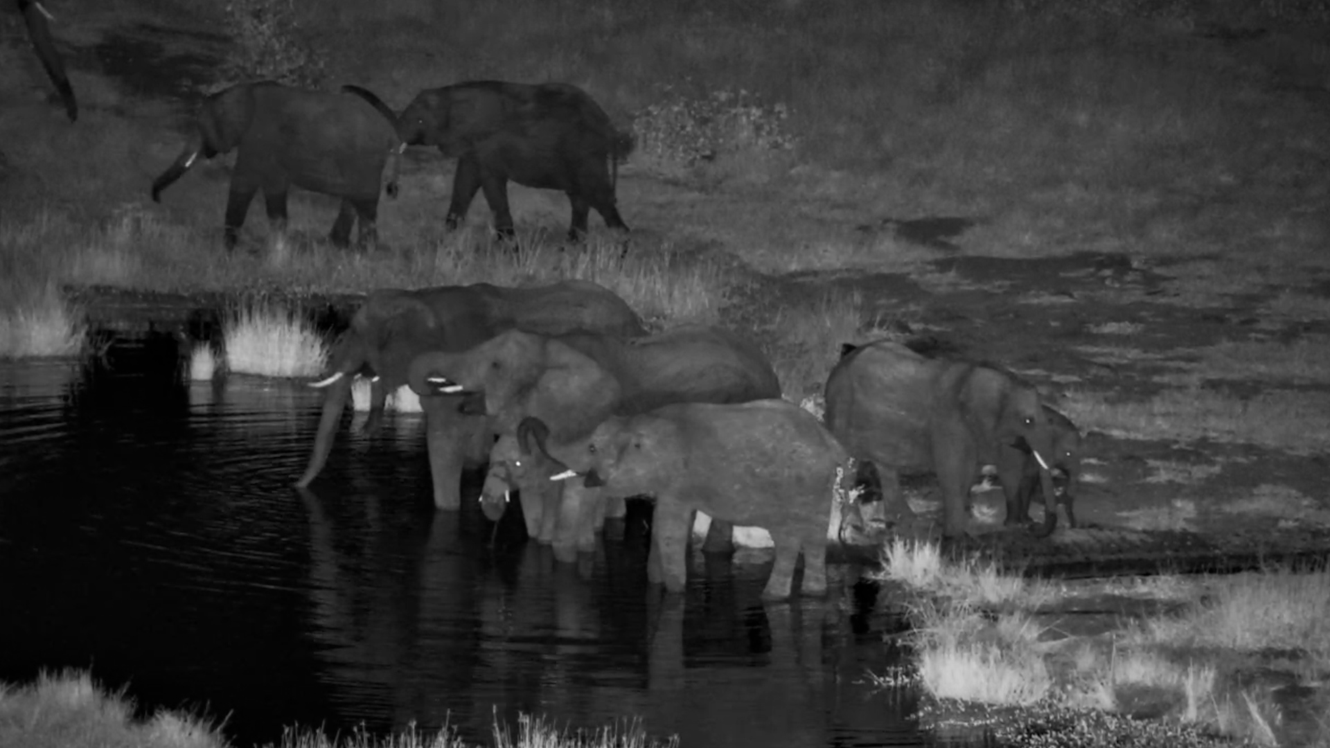 Elephant Herd Takes Over Vic Falls Waterhole!