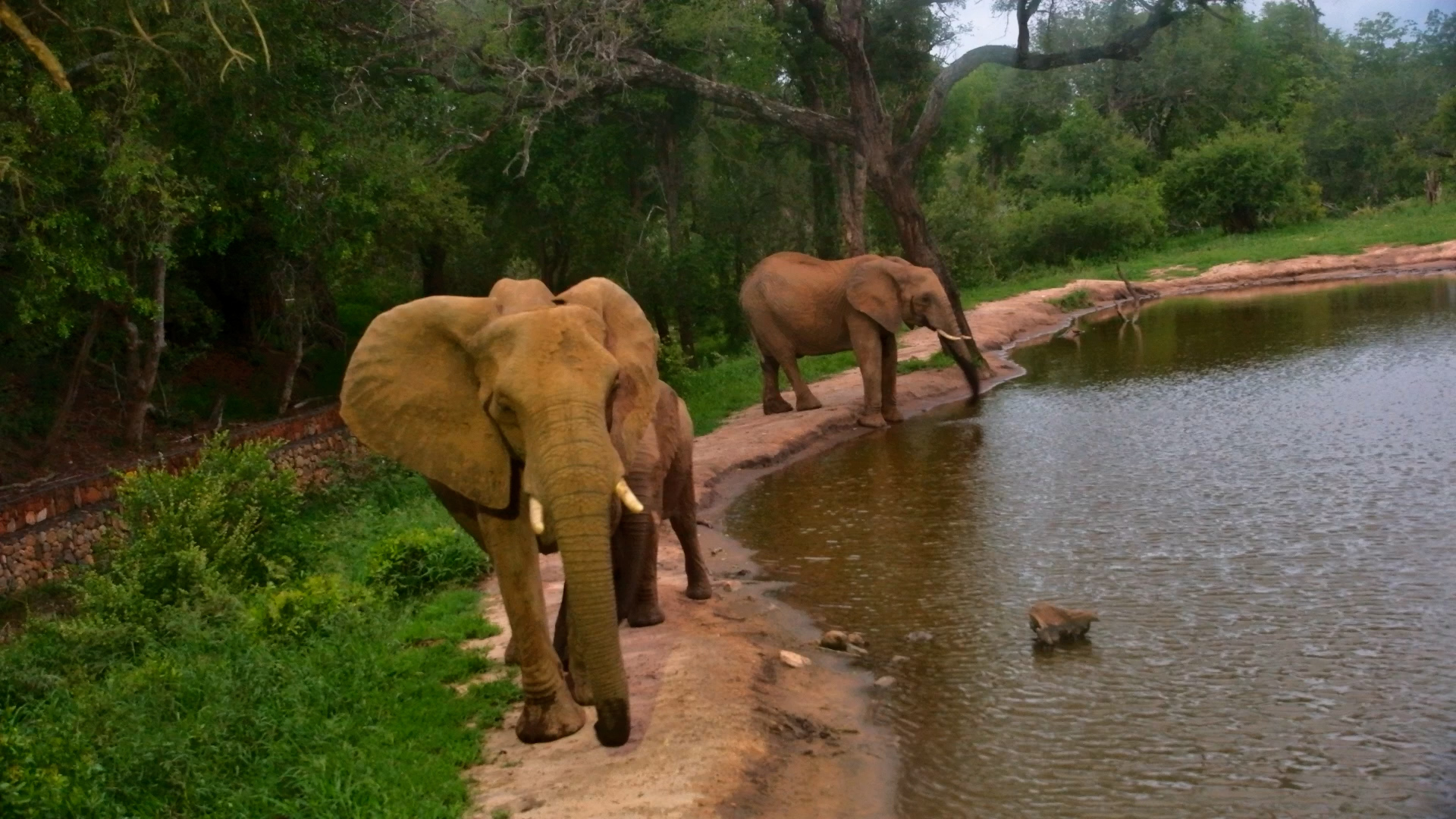 Gentle Giants at the Water