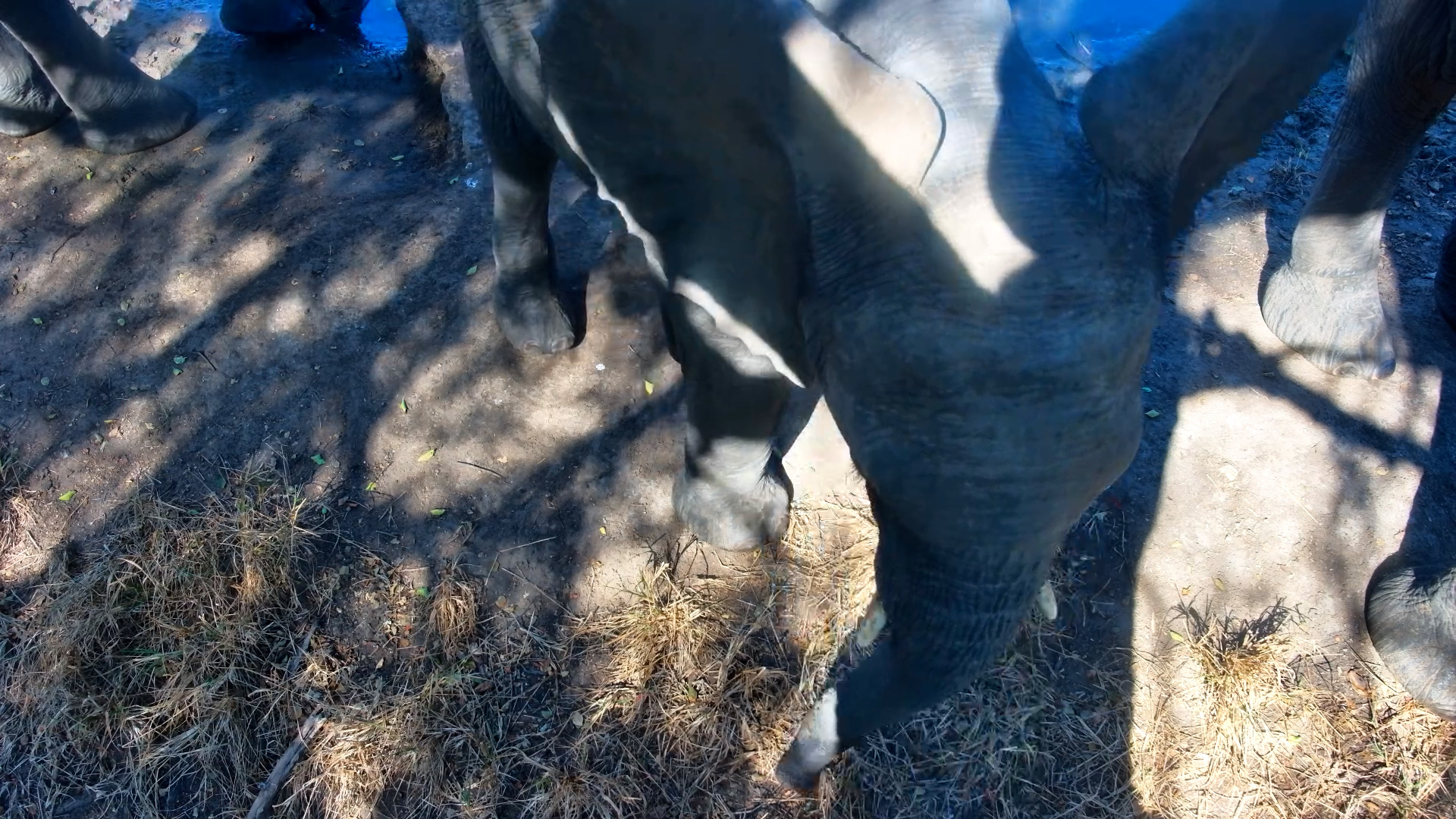 Nothing Beats Elephant Time at Serondella