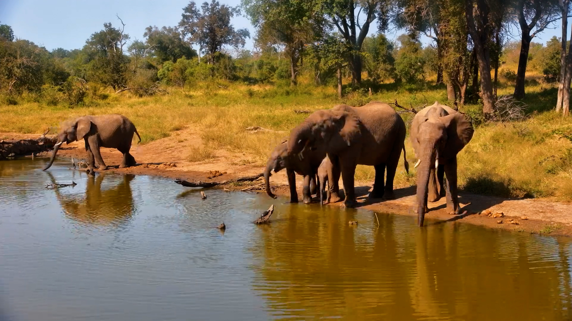 Elephant Herd Stops for a Quick Drink at Serondella