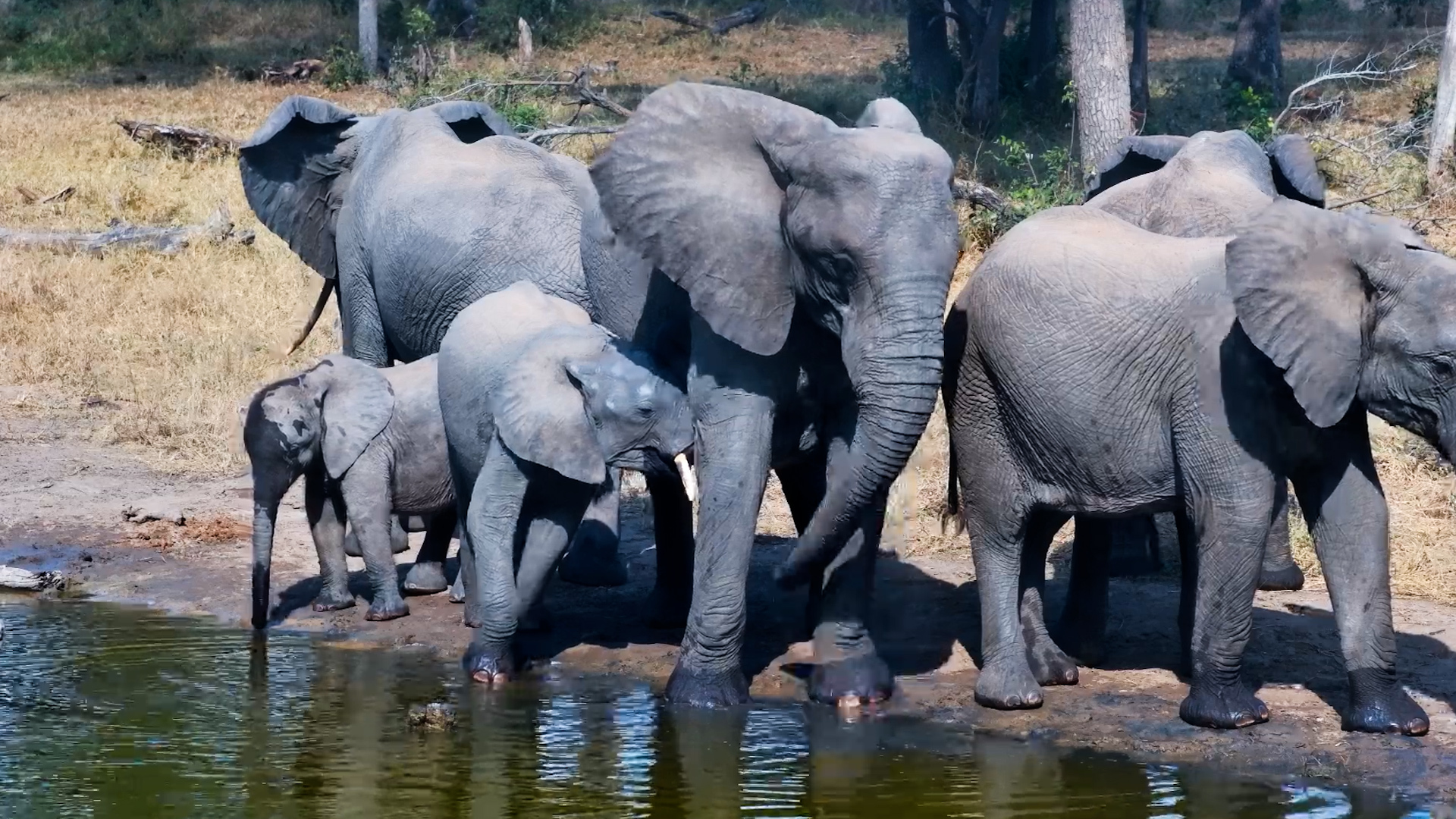 The Elephant Crew Pulled Up