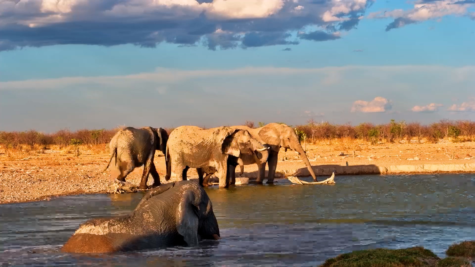 Elephant Herd Enjoys a Refreshing Drink at Safarihoek