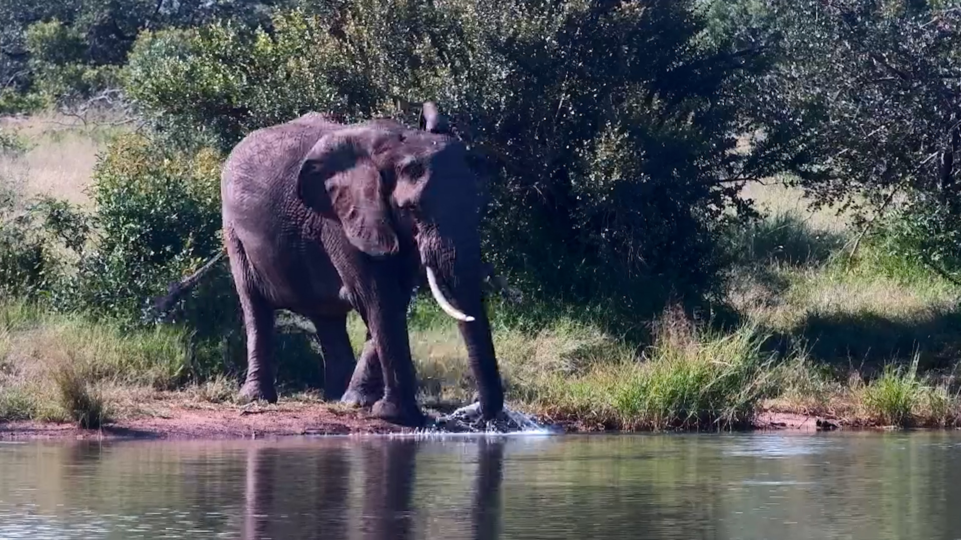 Elephants Drinking Peacefully