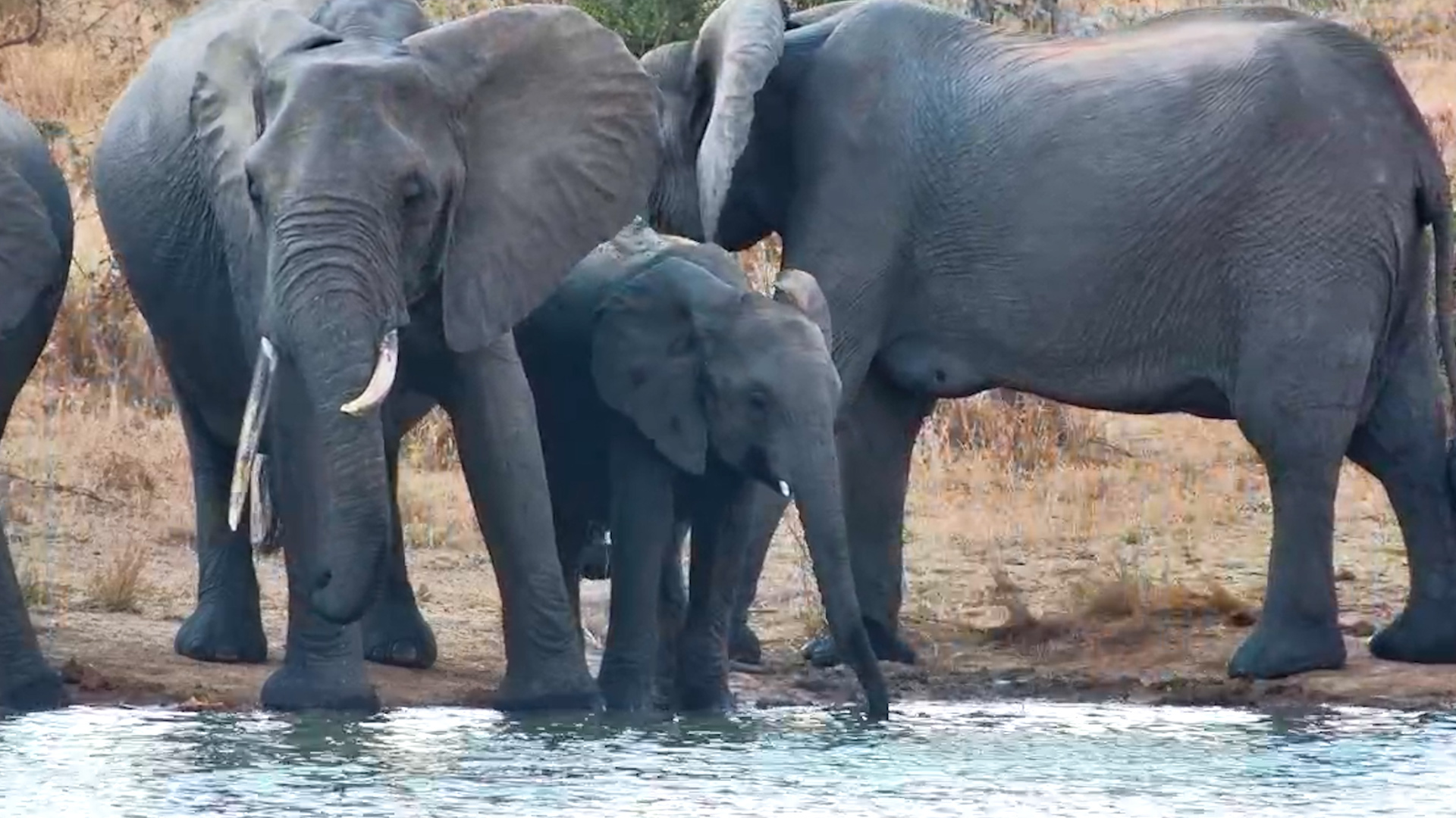 Big, Small & Thirsty