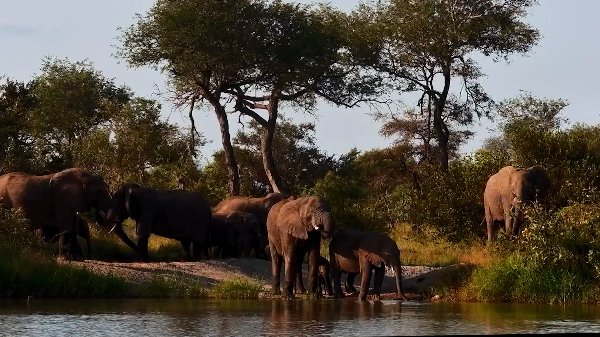Elephants Drinking Together