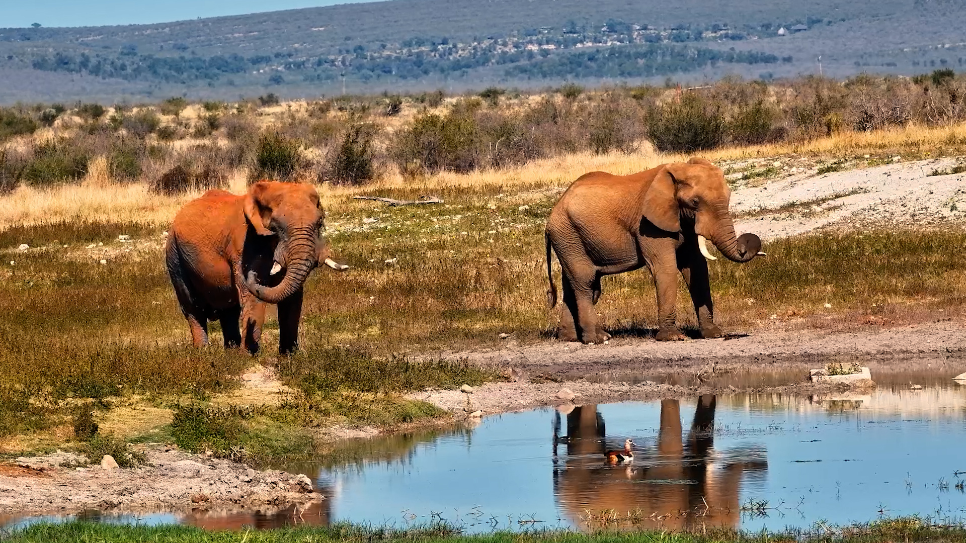 The Elephants Knew Exactly Where to Stop