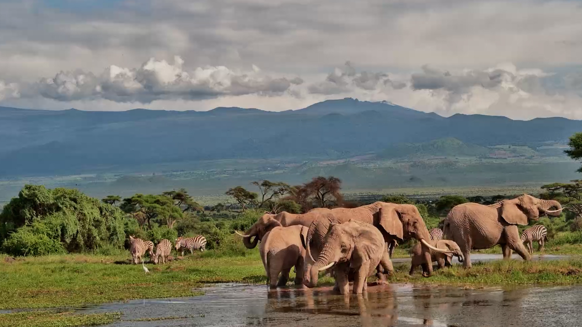 Elephants Gather for an Afternoon Drink