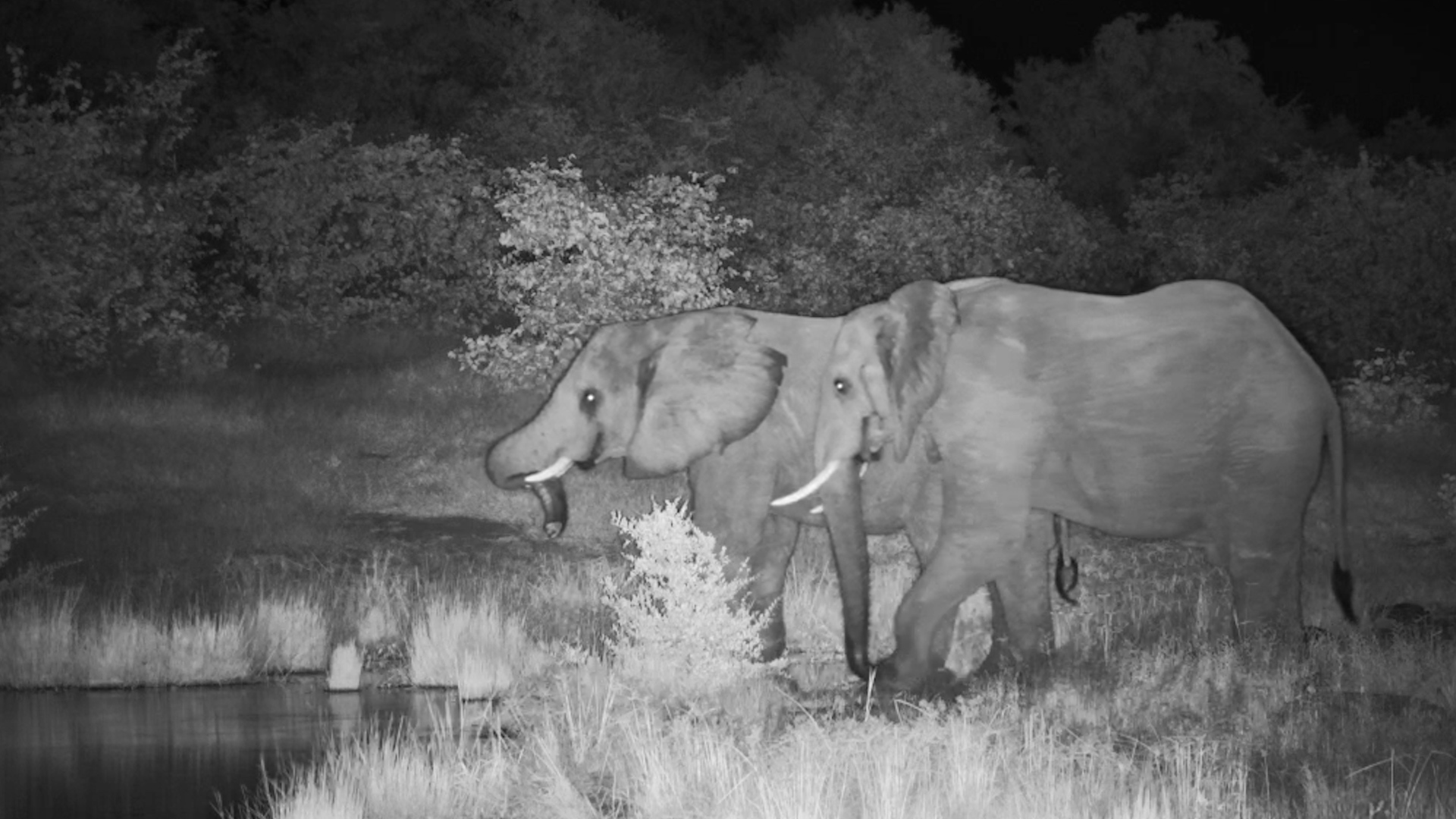 Just Two Elephants… and the Night