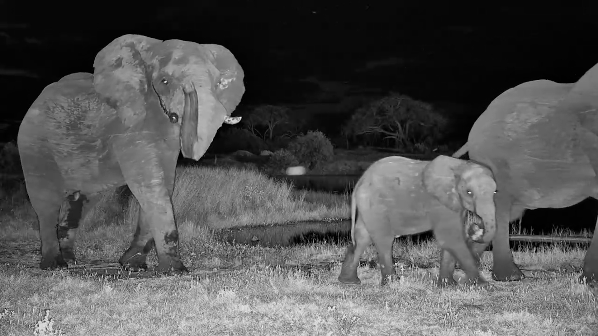 Thirsty Giants at The Hide