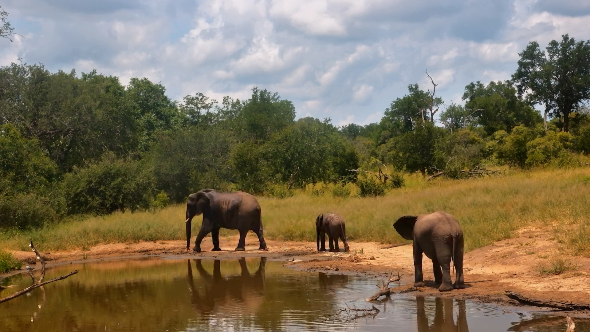 Elephants Take a Quick Refreshing Break