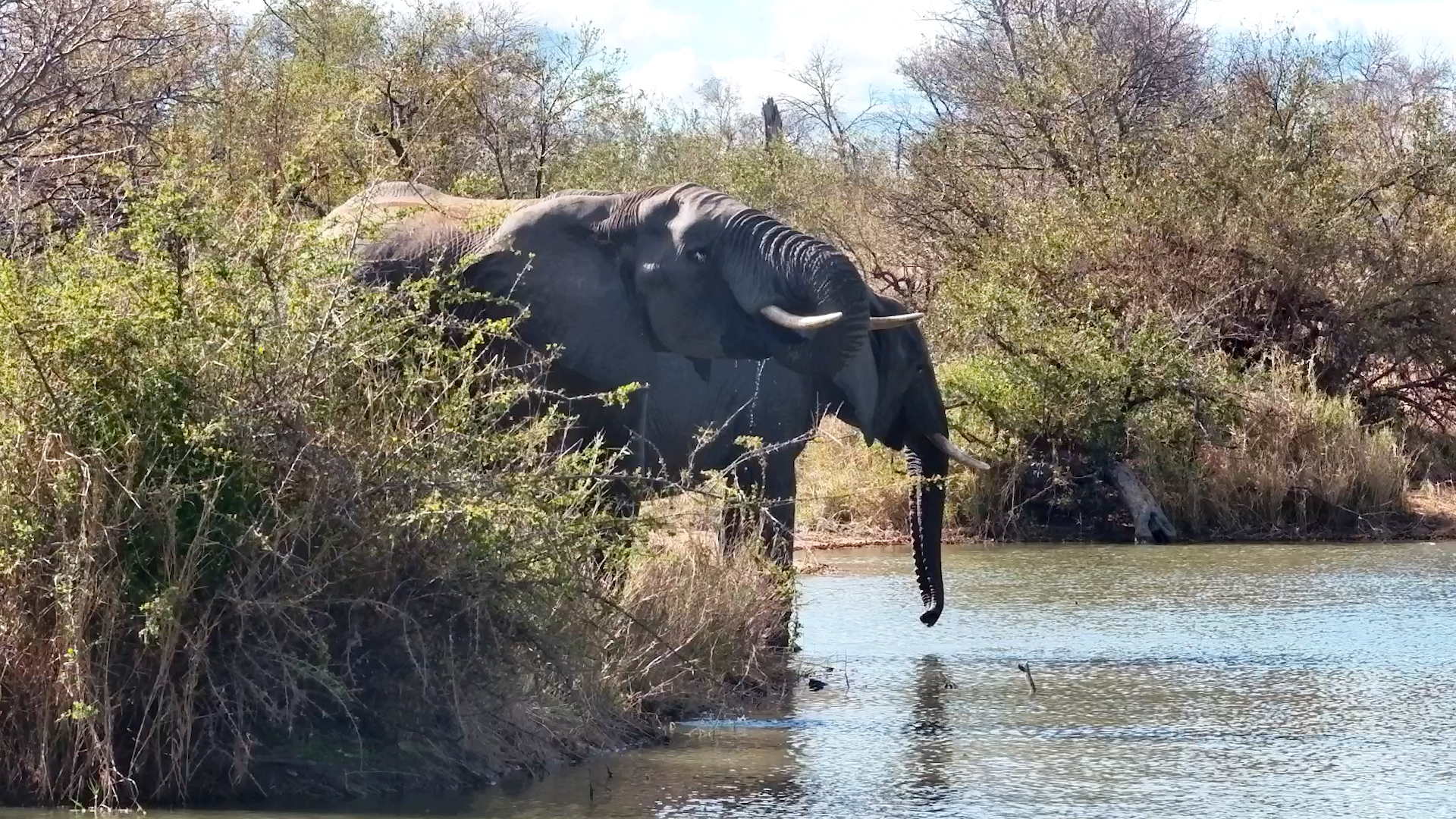Two Elephants Sneak a Drink From Behind the Bushes