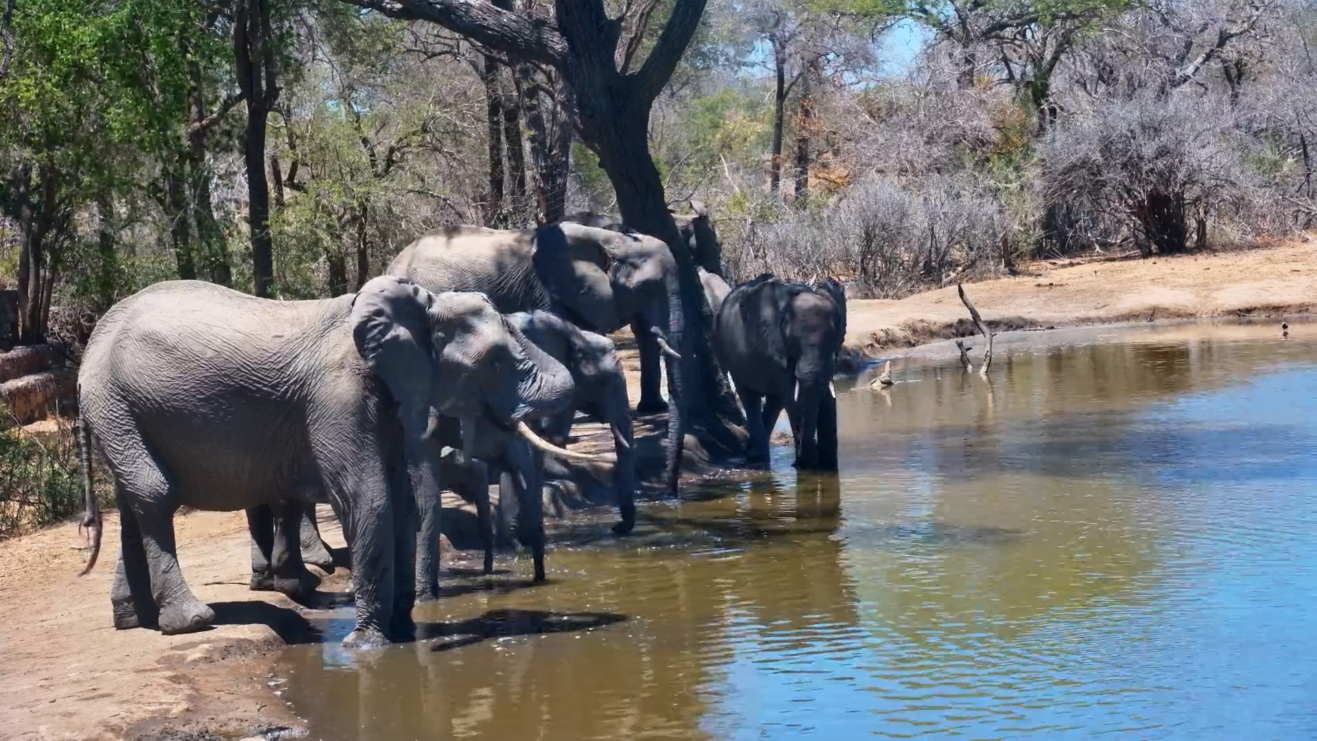 Elephants Arrive for a Refreshing Drink