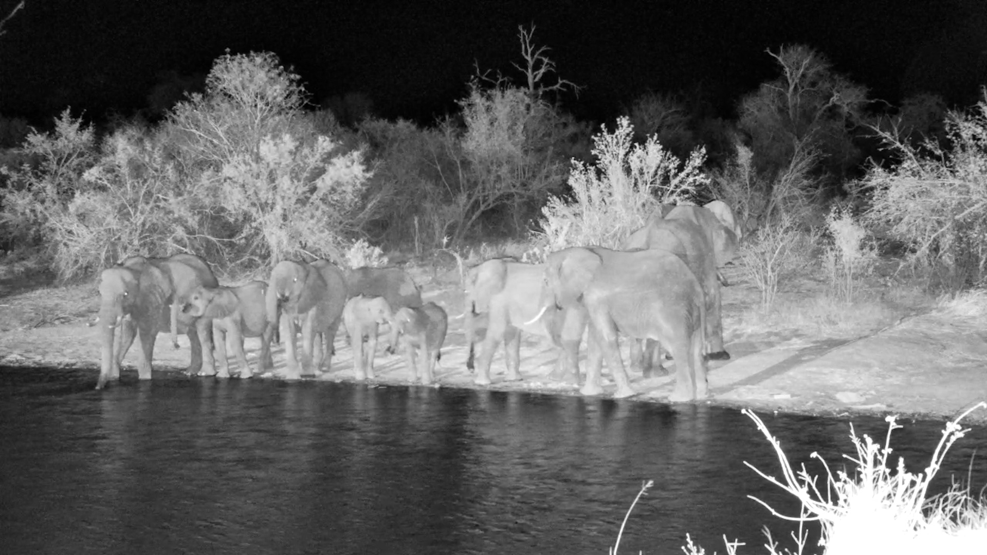 After Dark at Simbavati: Elephant Herd Comes to Drink