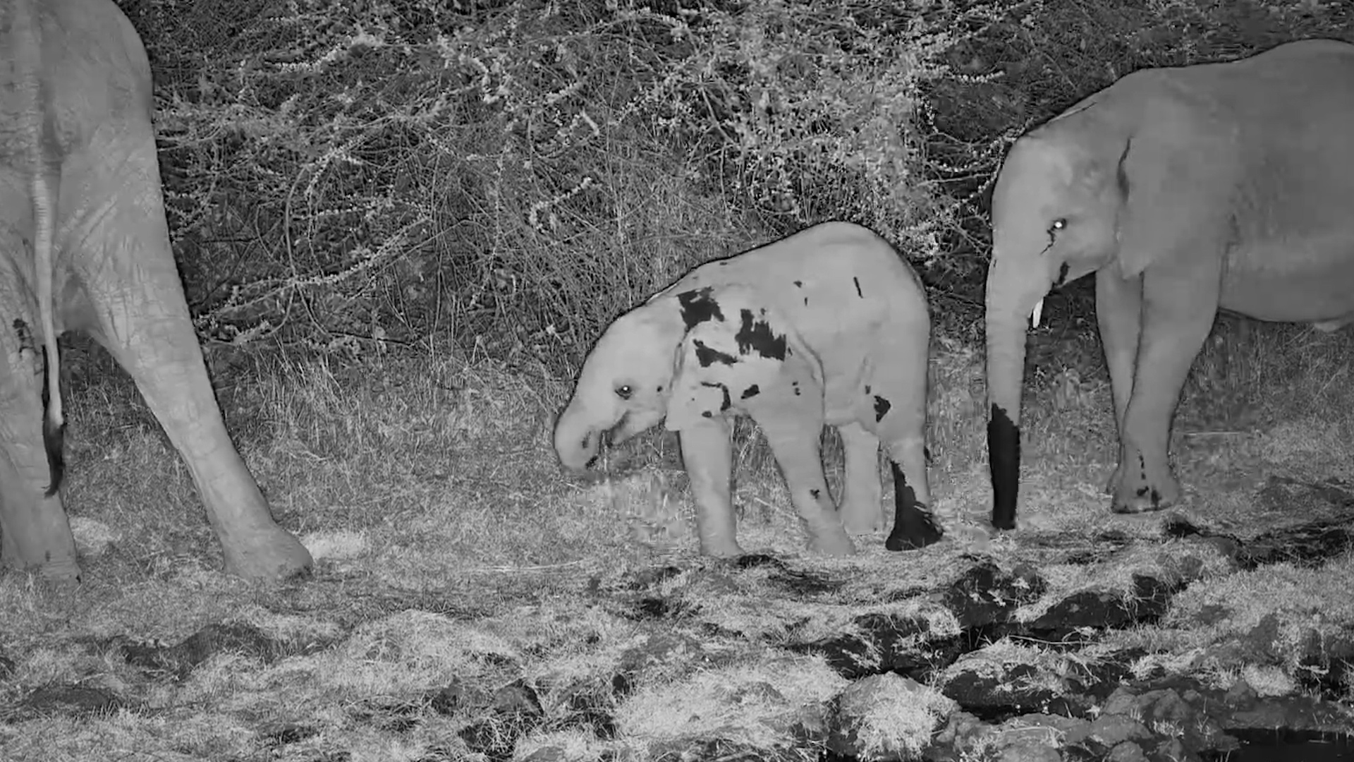 One Young Elephant Rolls Around While the Herd Drinks
