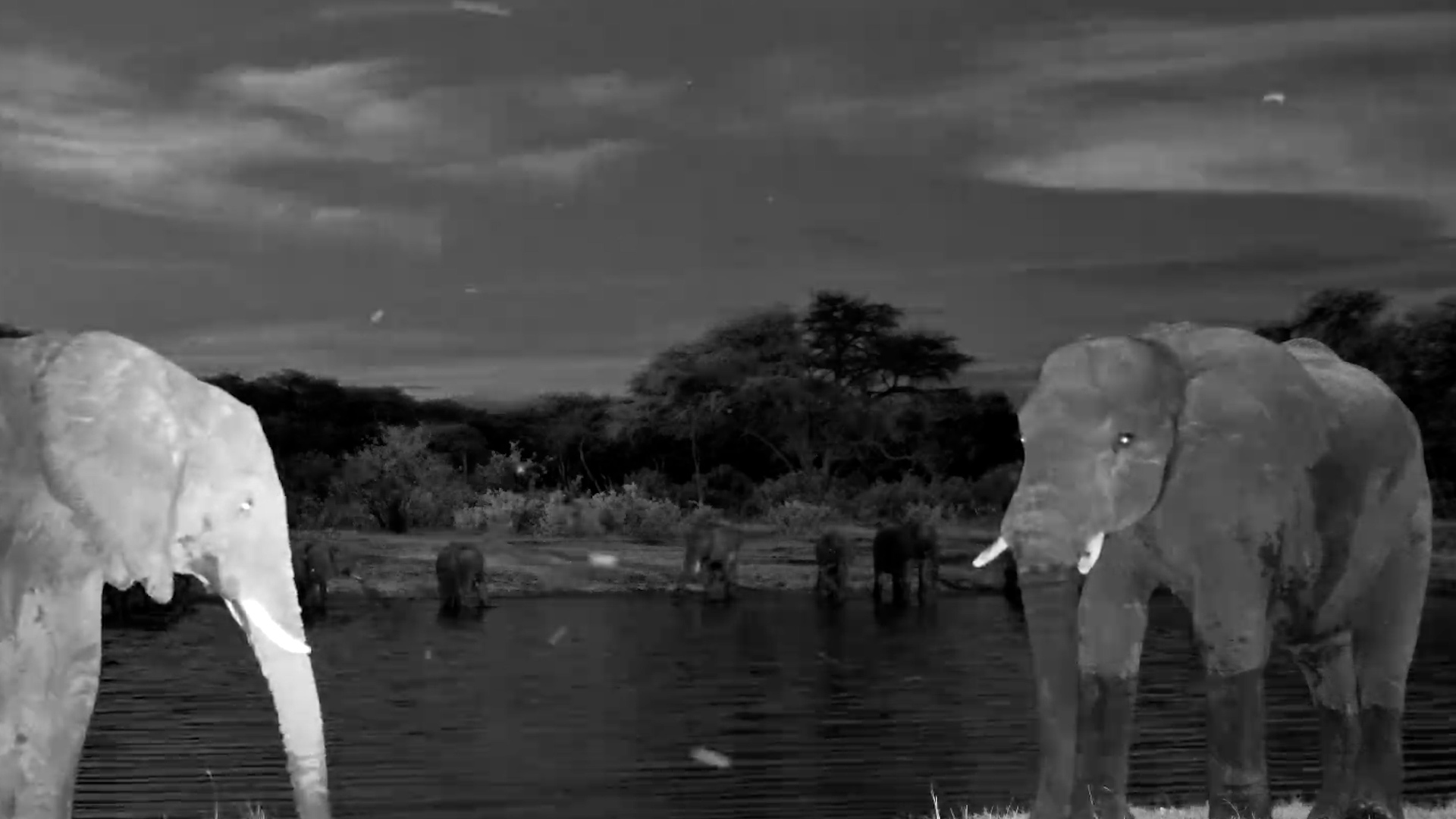 Evening Gathering | Elephants Drink at The Hide