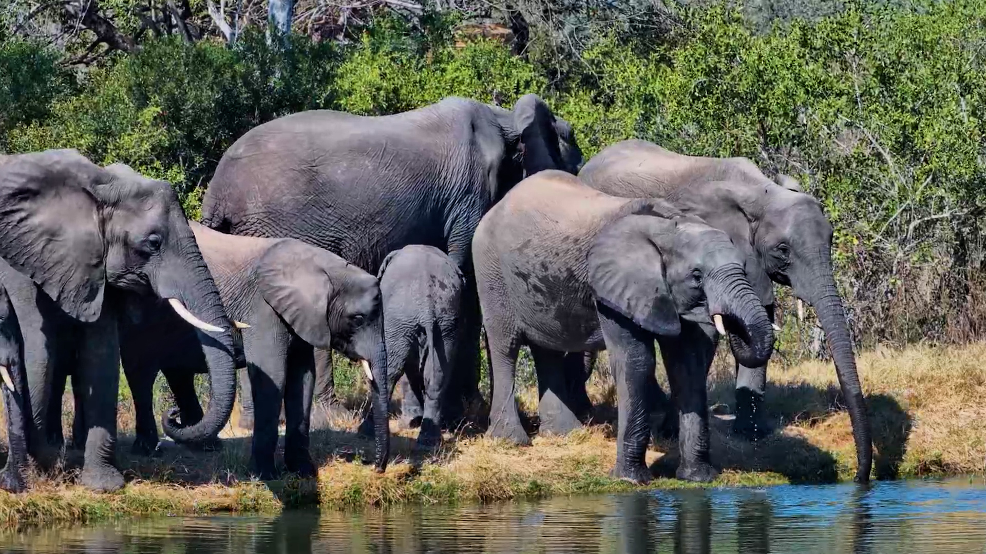 he Elephant Family Comes to Drink