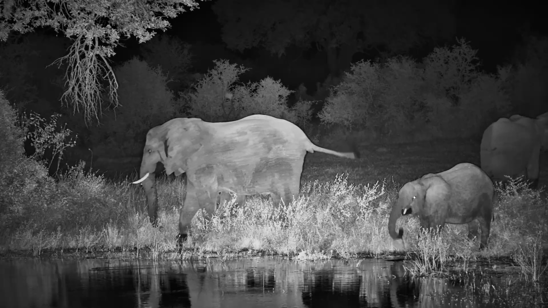 Out of the Dark… Elephants Arrive at Roy’s Dam