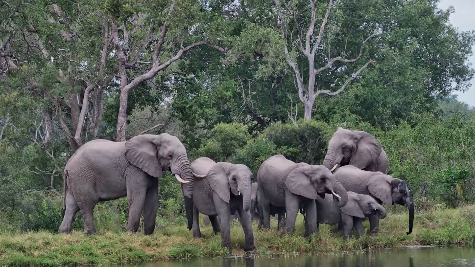 When the Herd Arrives in the Sabi Sand