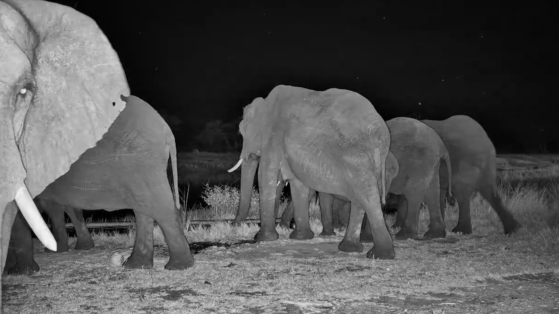 Elephants Arrive in the Dark