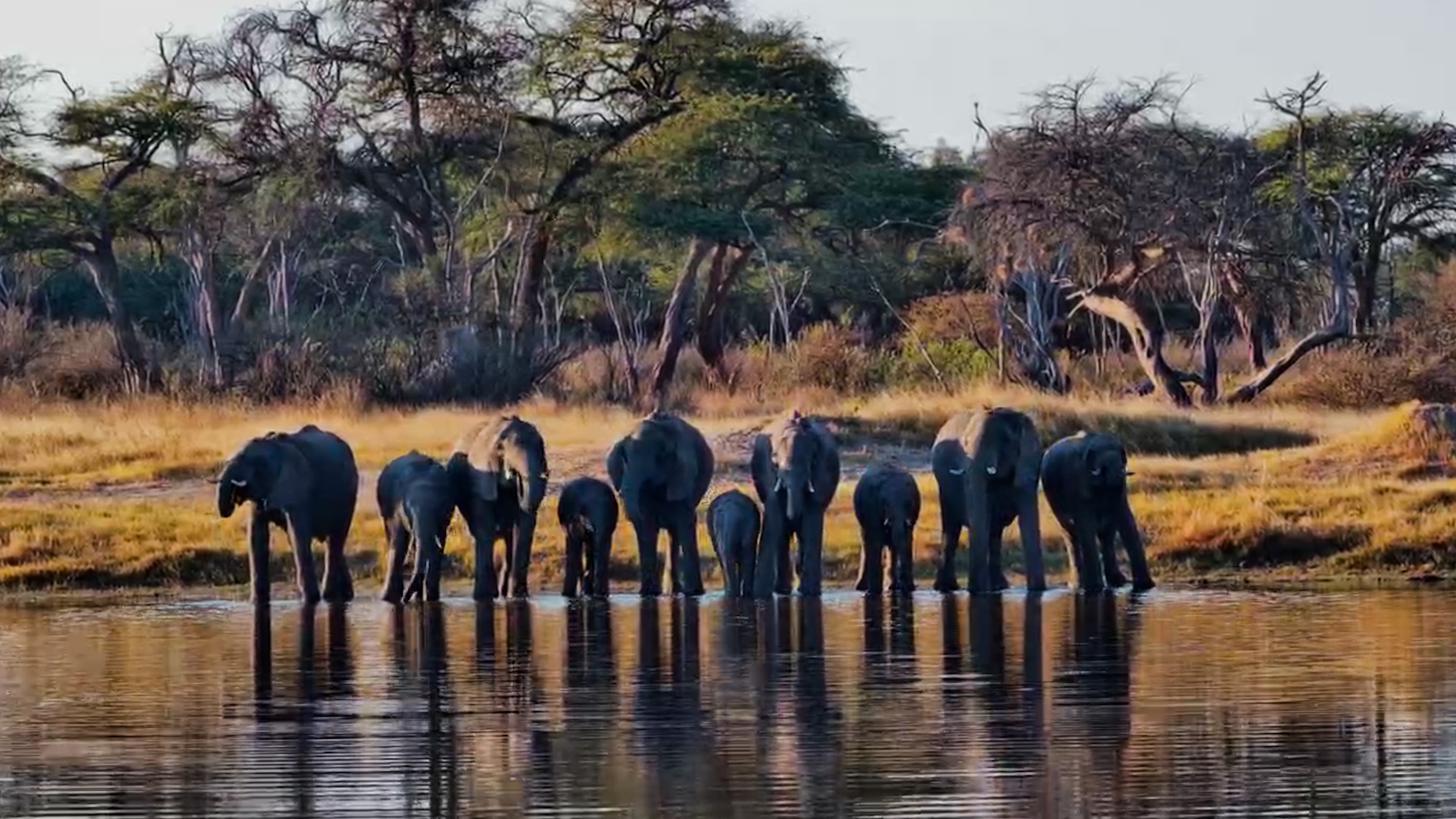 An Elephant Family's Water Break